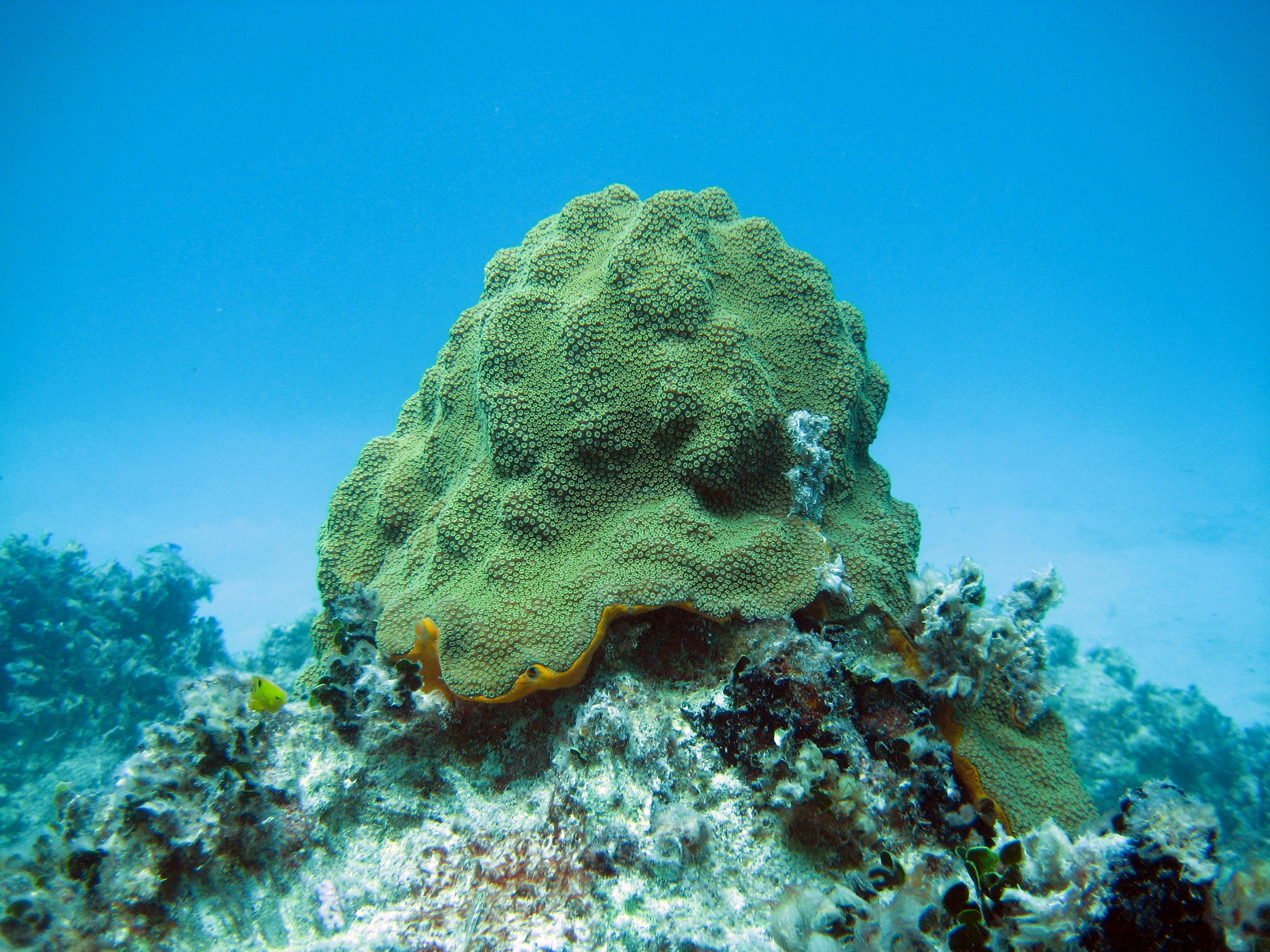 Brain Coral on Underwater Reef