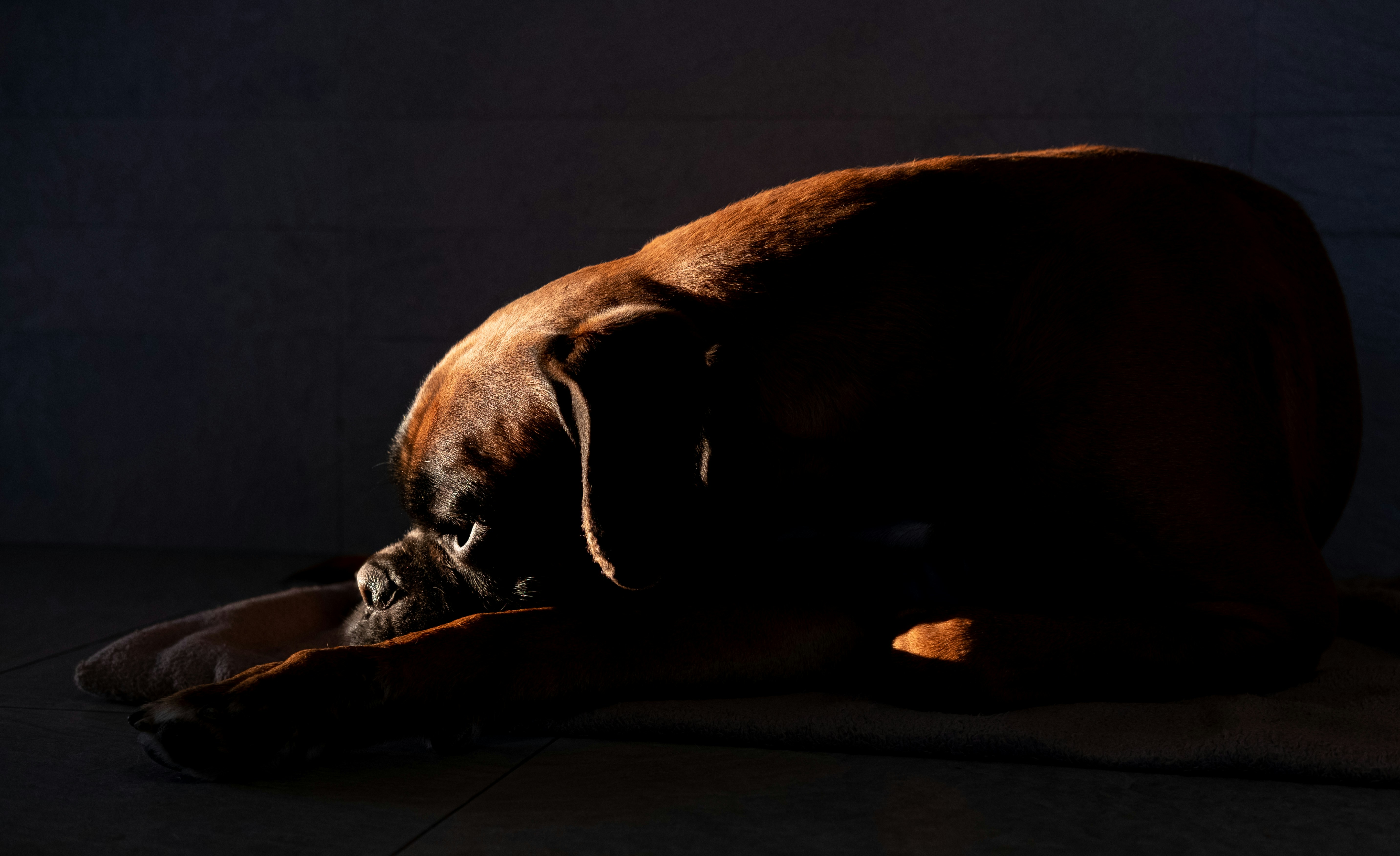 Boxer Dog Resting In Sunbeam