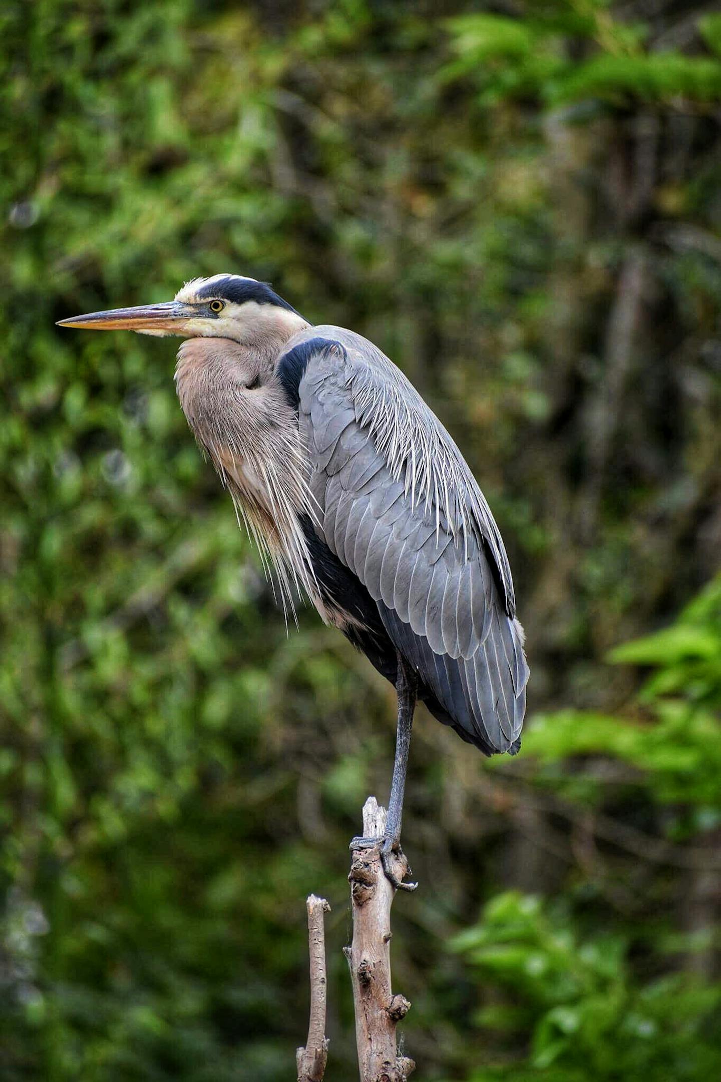 Great Blue Heron Perched on Branch