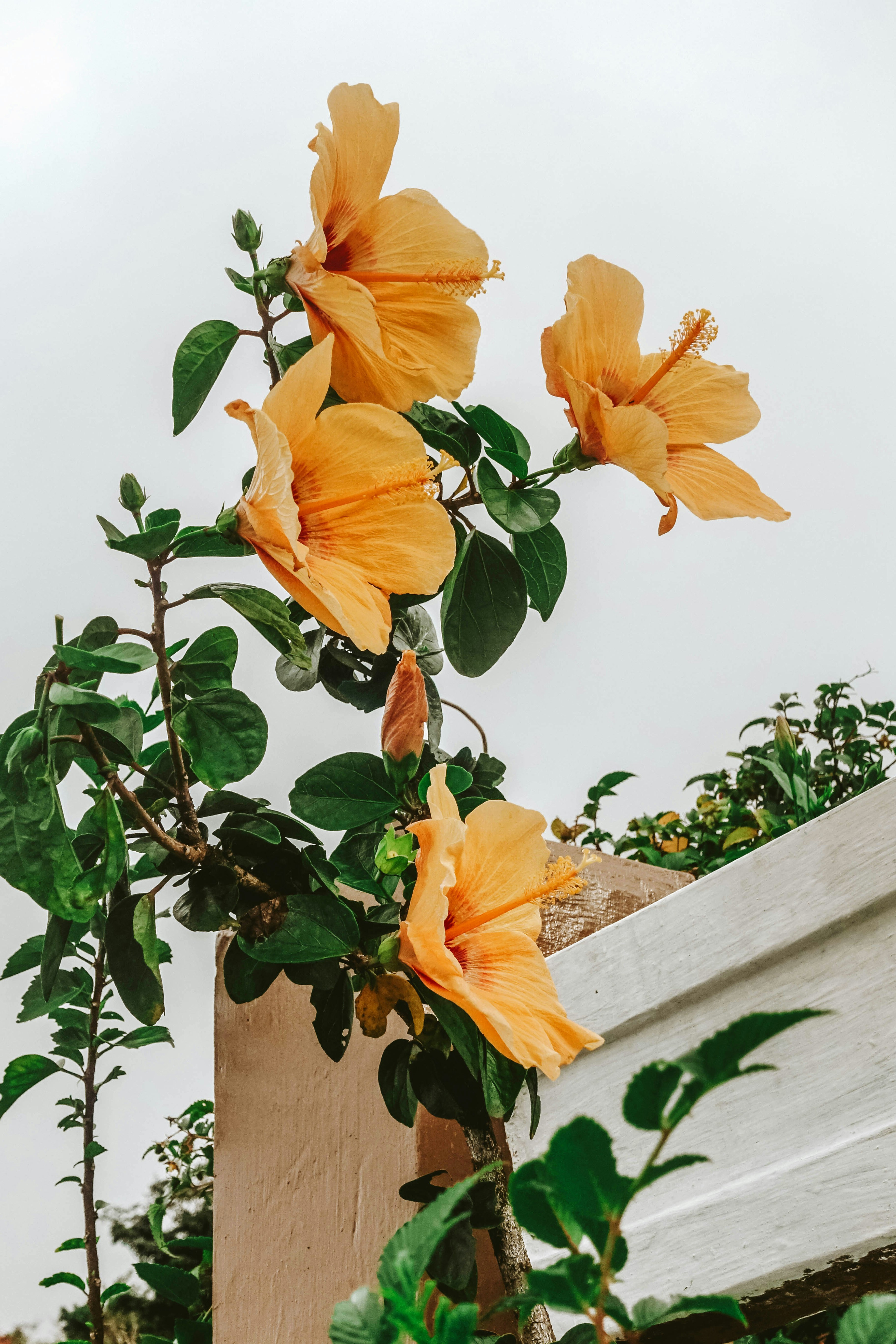 Orange Hibiscus Flowers Outdoors