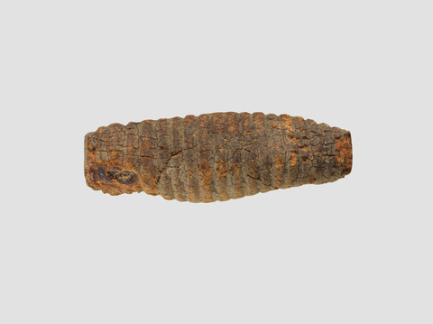 Fossilized Ancient Wood Segment