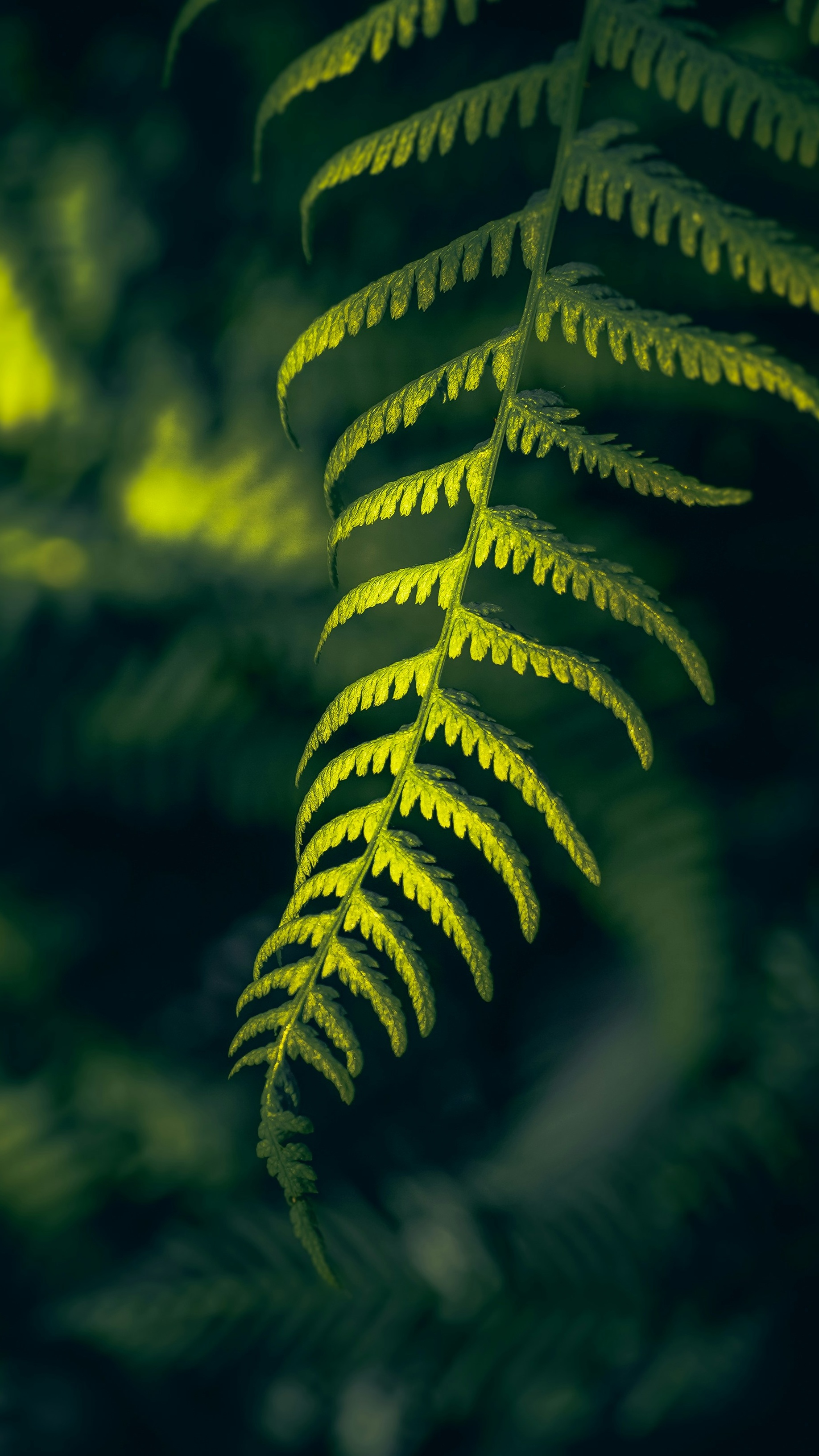 Wallpapers
