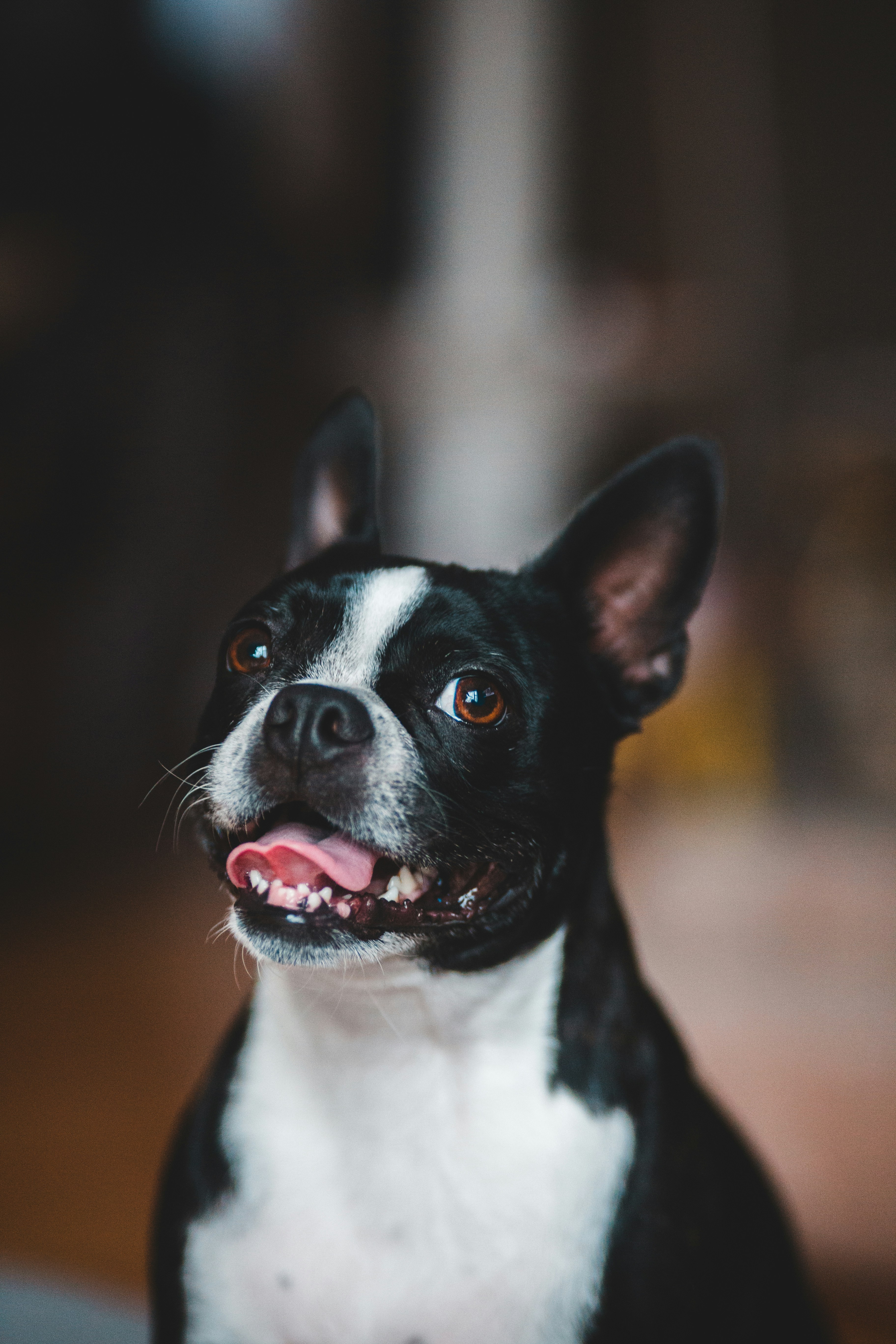 Black and White Boston Terrier Portrait