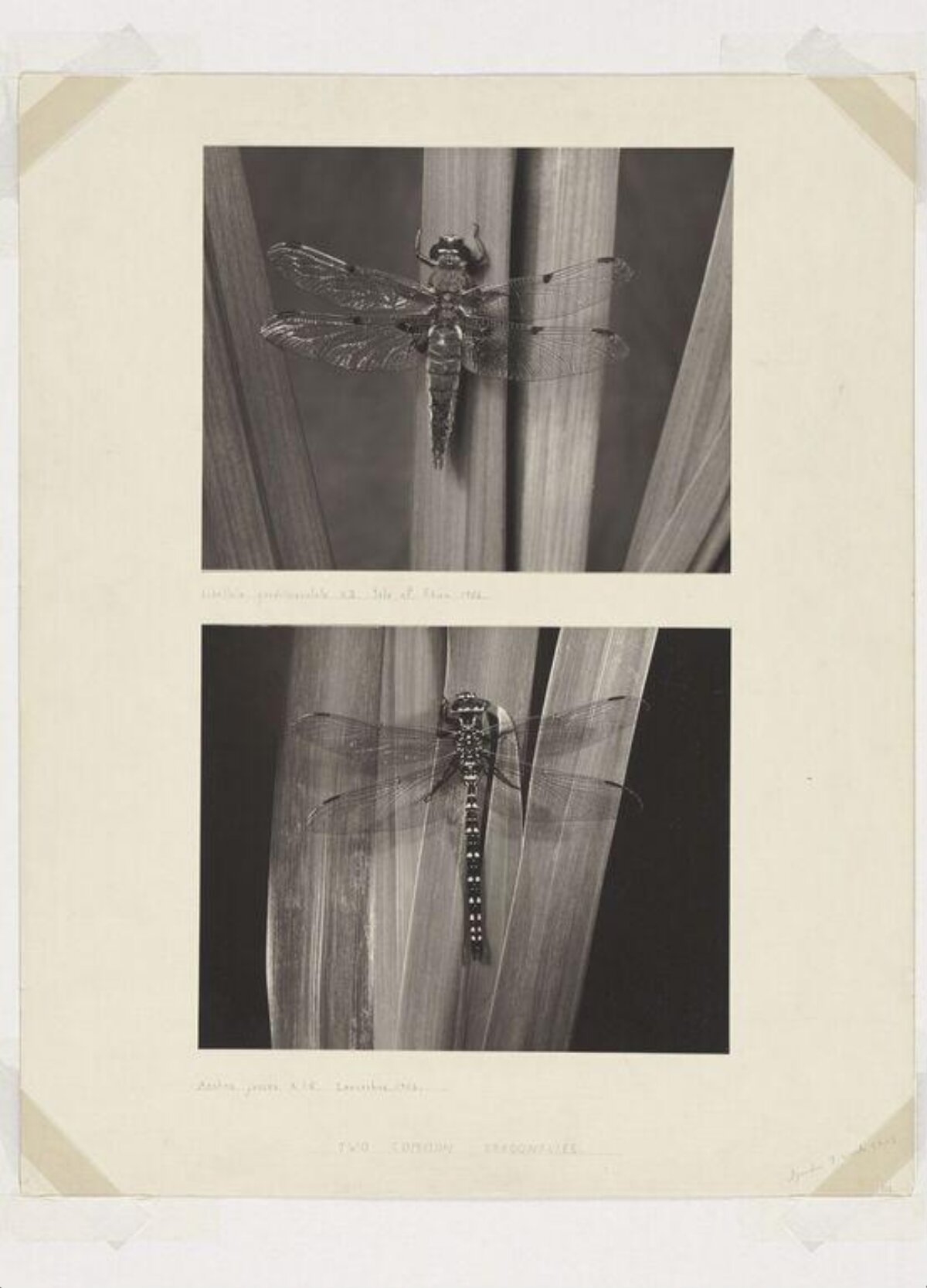 Two Dragonflies on Reeds