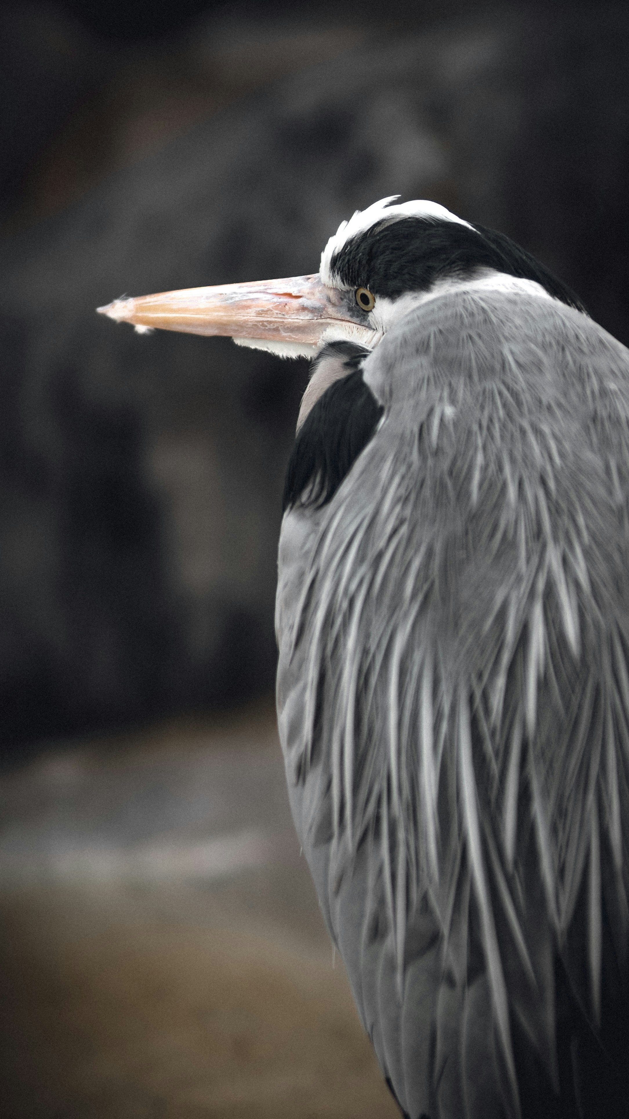 Close-up of Grey Heron