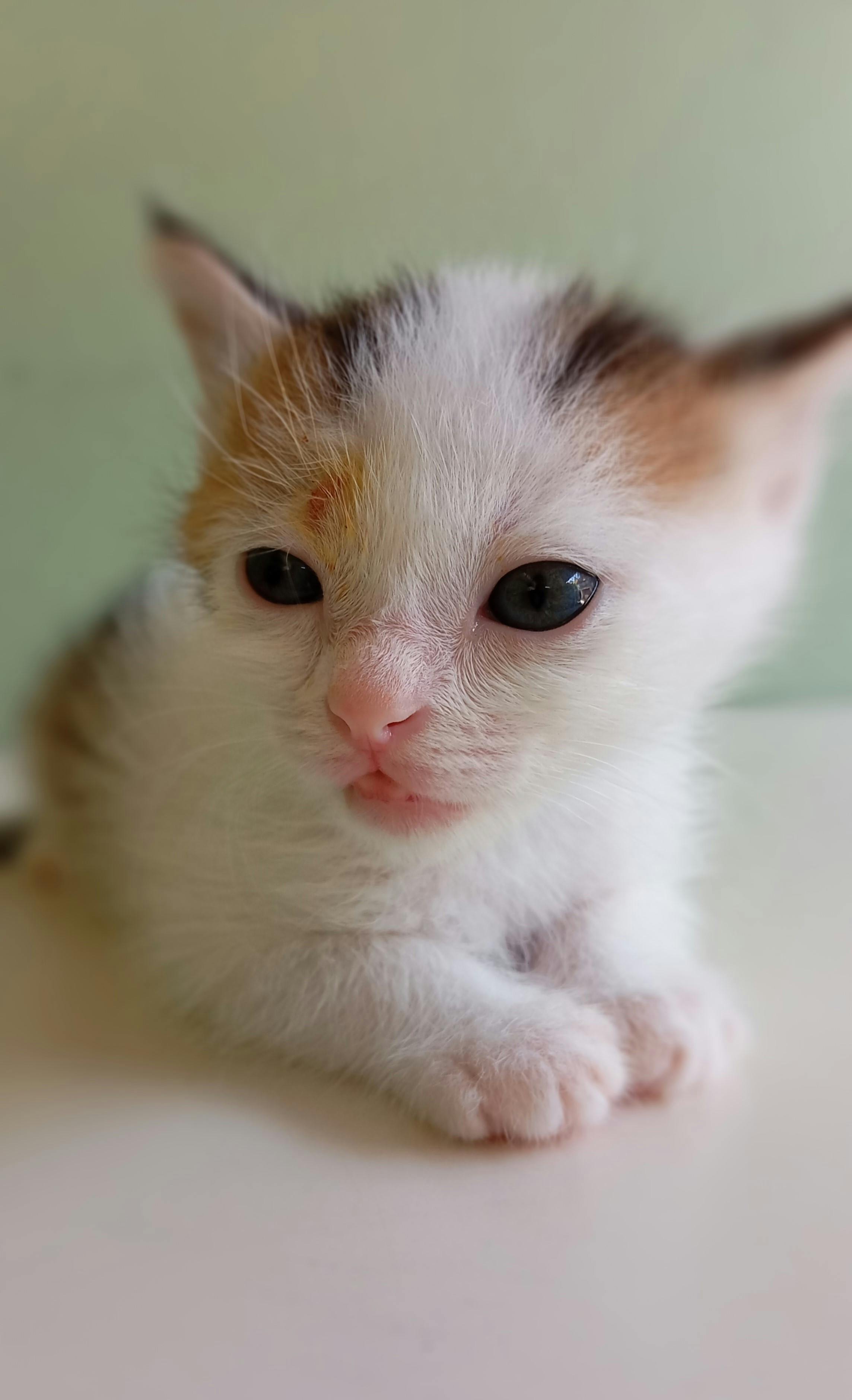 Close Up of Calico Kitten