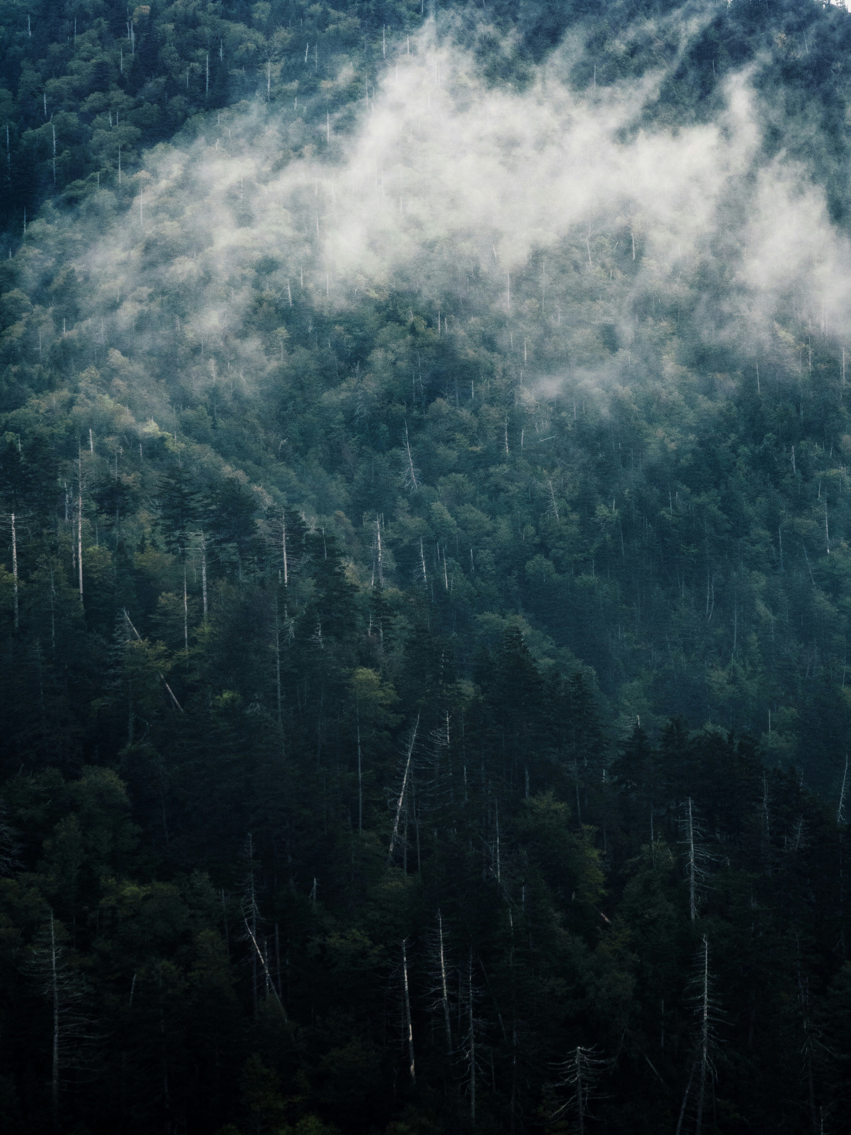 Misty Mountain Forest