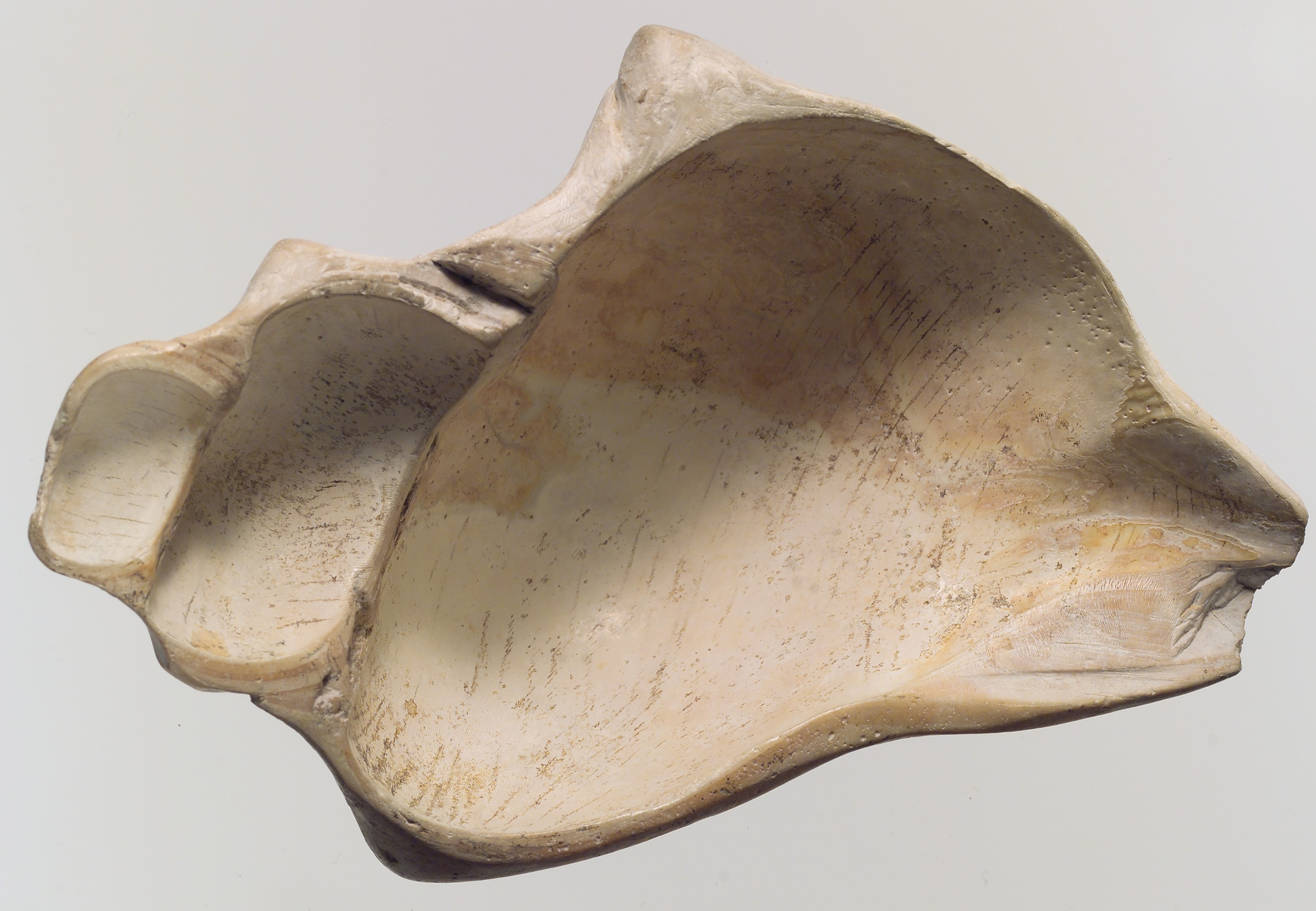 Carved Hollowed Seashell Bowl