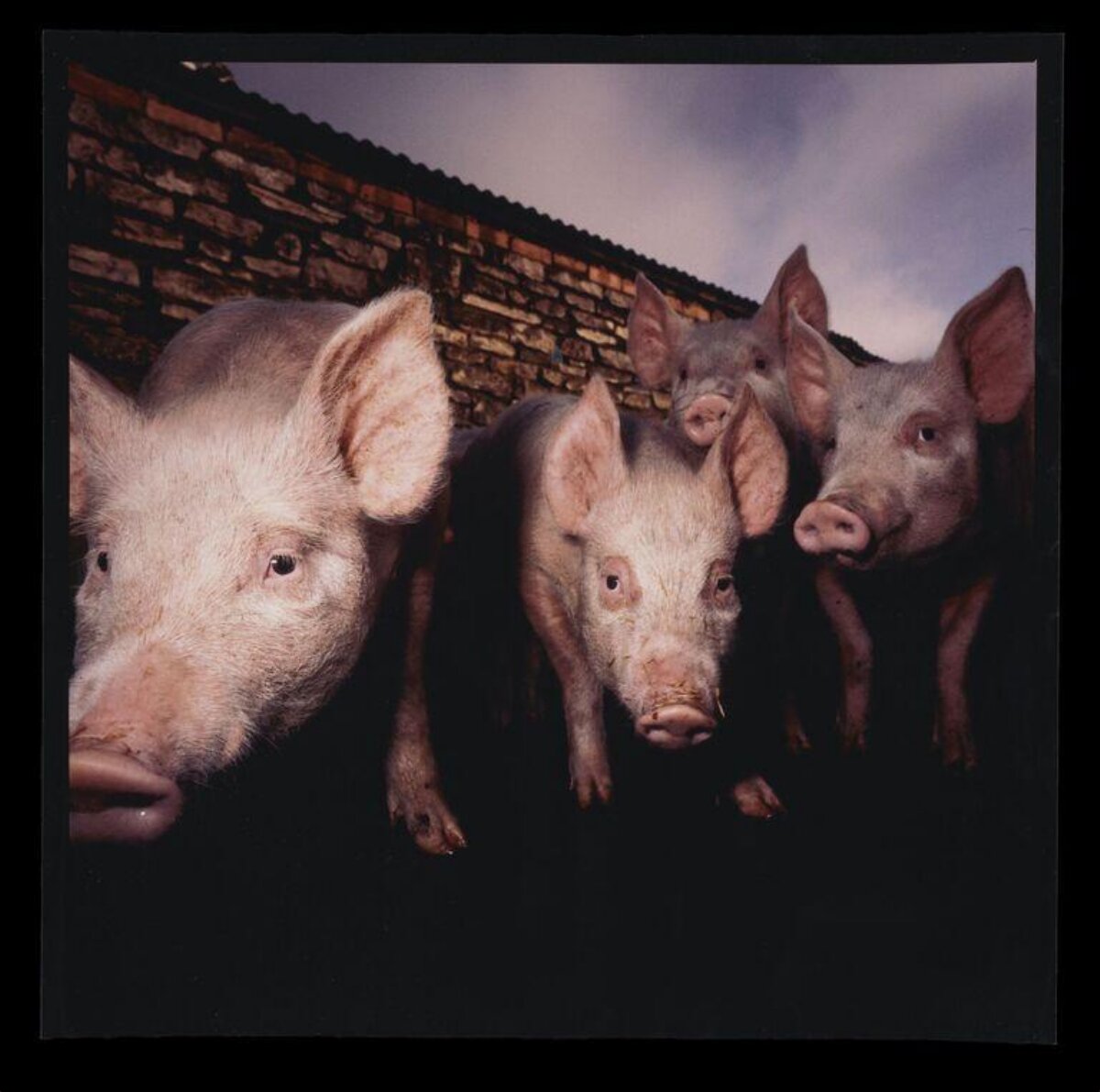 Four Curious Pigs by Stone Wall