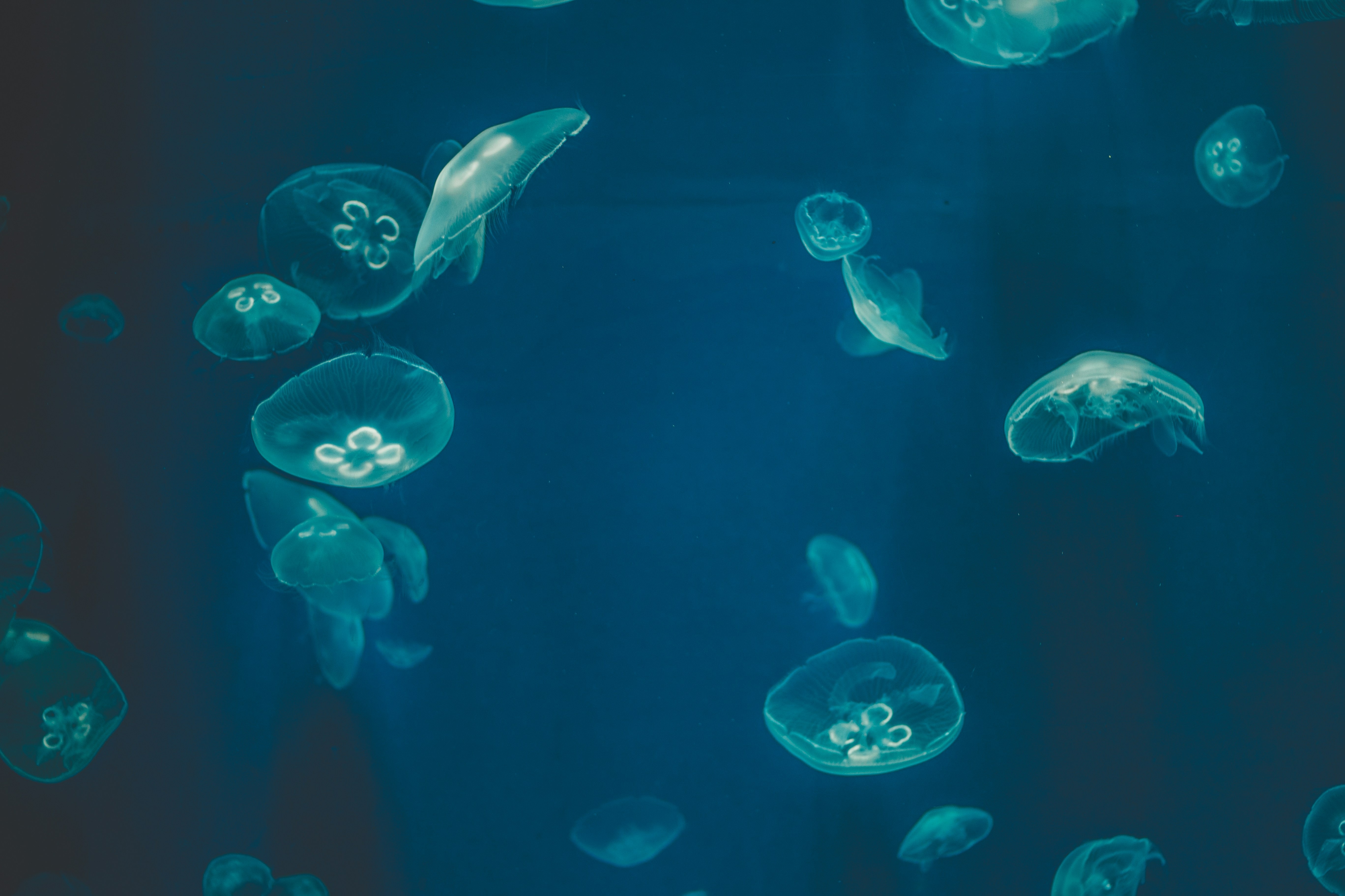 Moon Jellyfish Swimming Underwater
