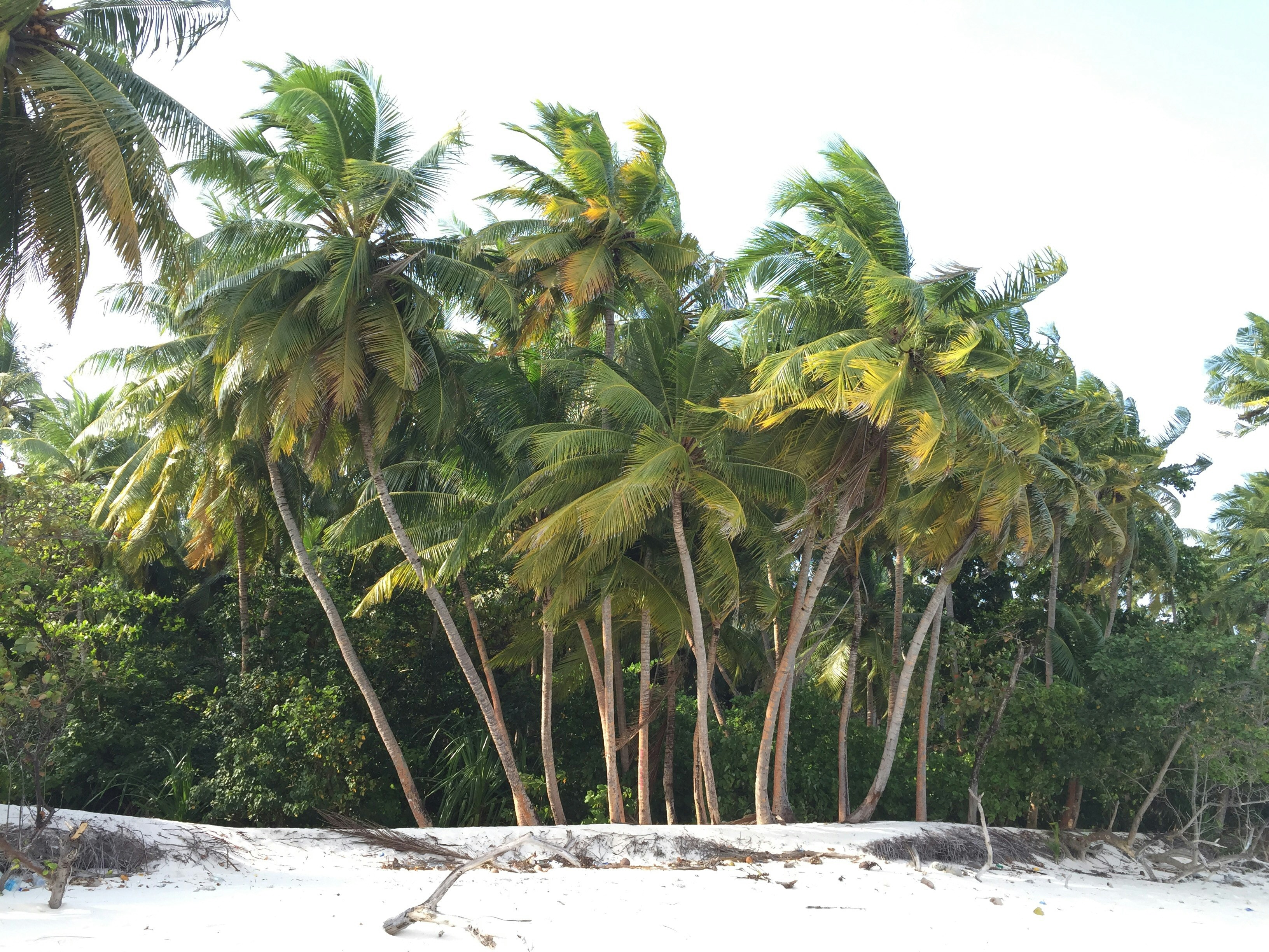 White Sand Beach Coconut Palm Grove