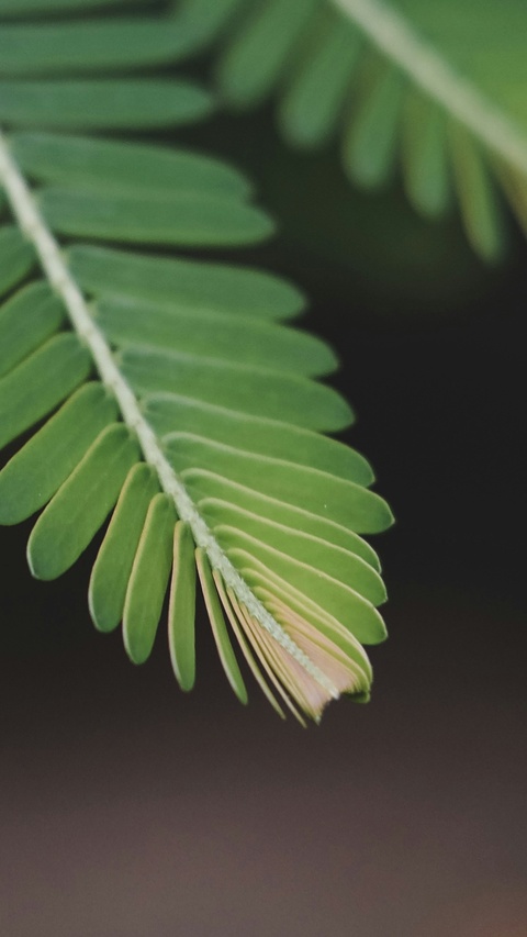 Close Up of Green Pinnate Leaf