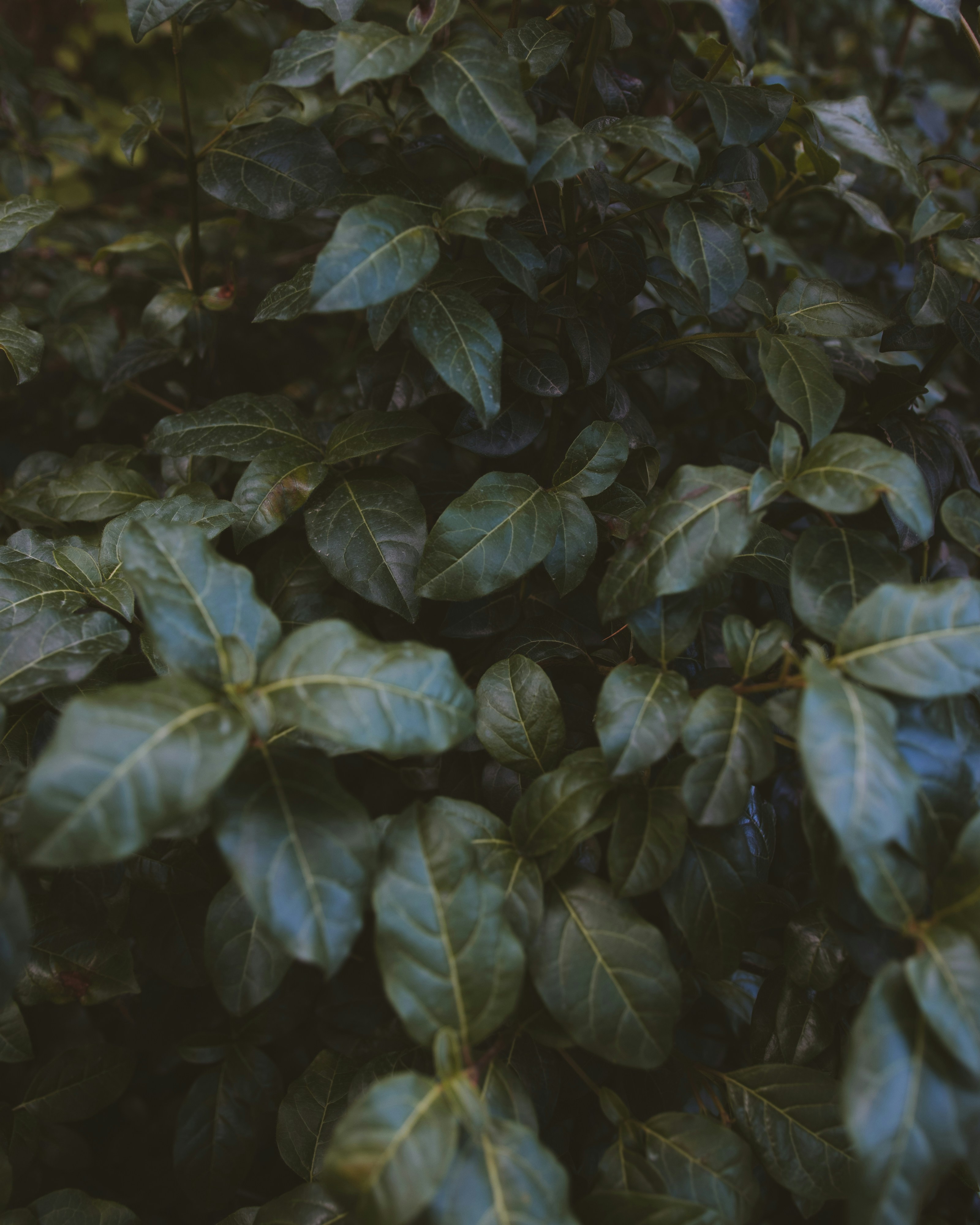 Dense Dark Green Foliage