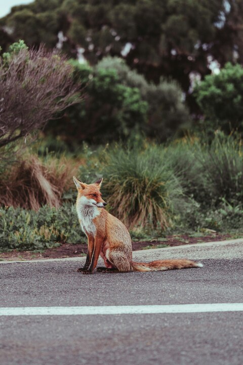 Red Fox Sitting On Road