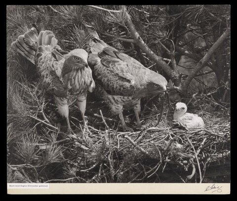 Short-toed Eagles and Chick at Nest