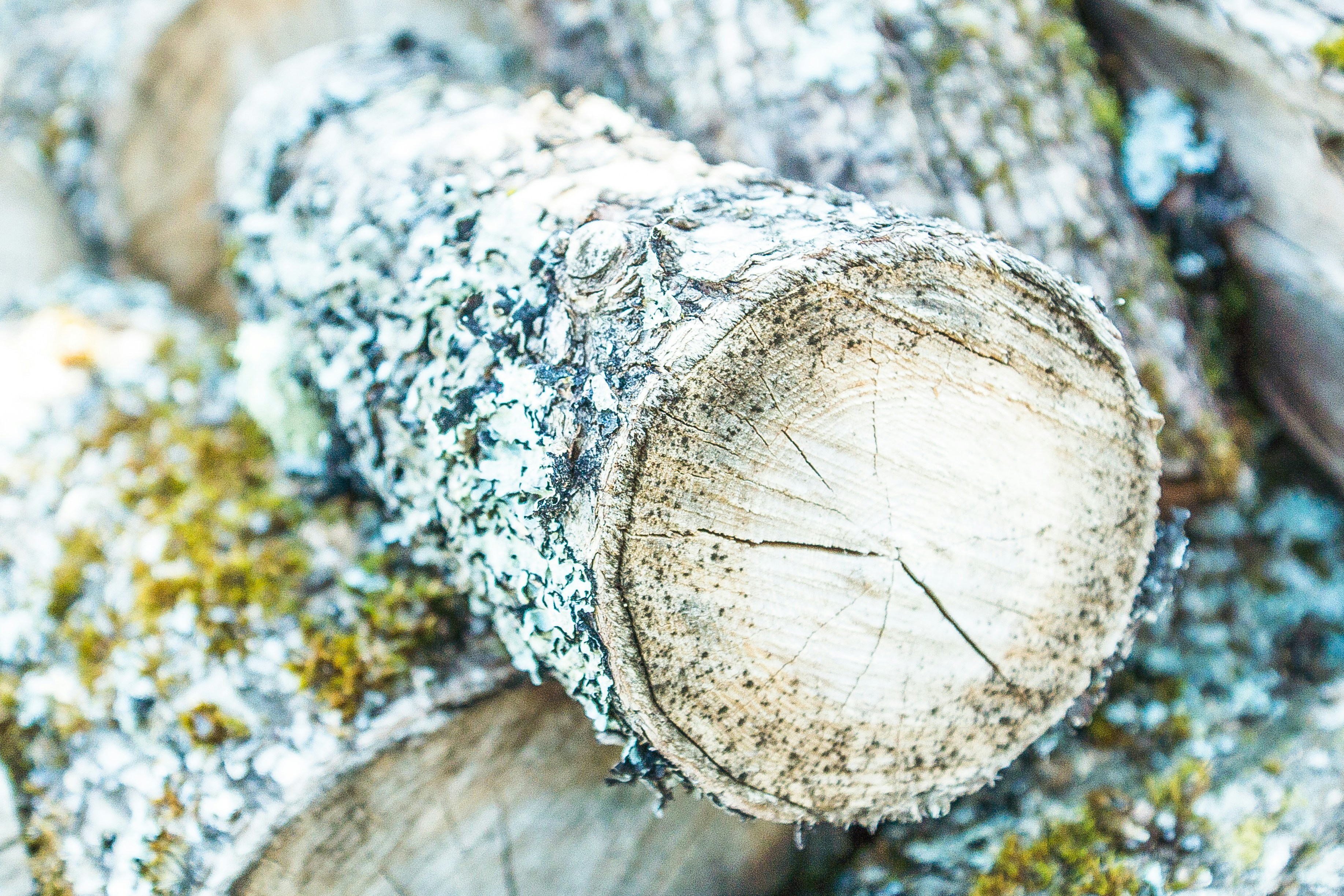 Cut Log With Lichen and Moss