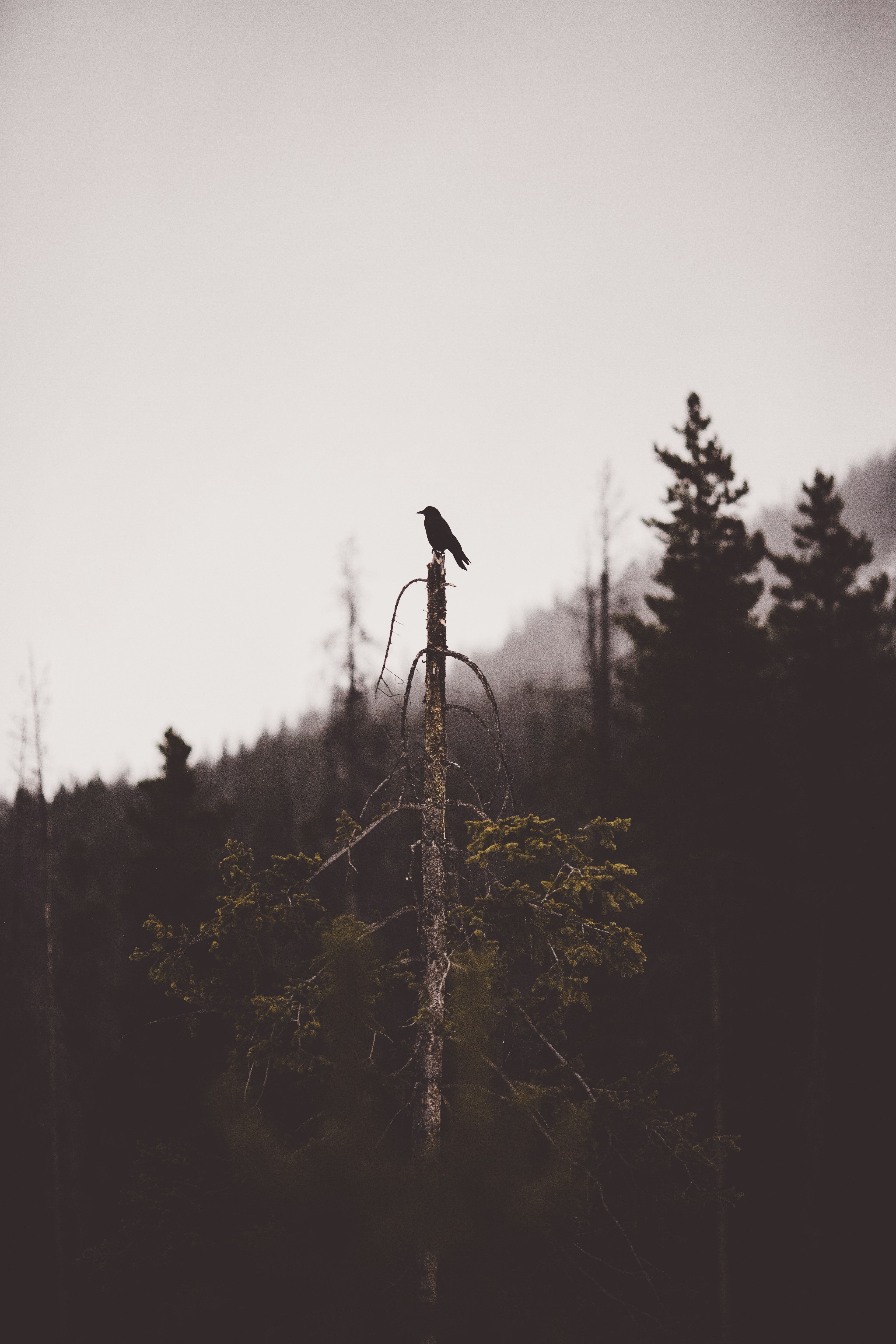 Crow Perched on Dead Tree in Misty Forest