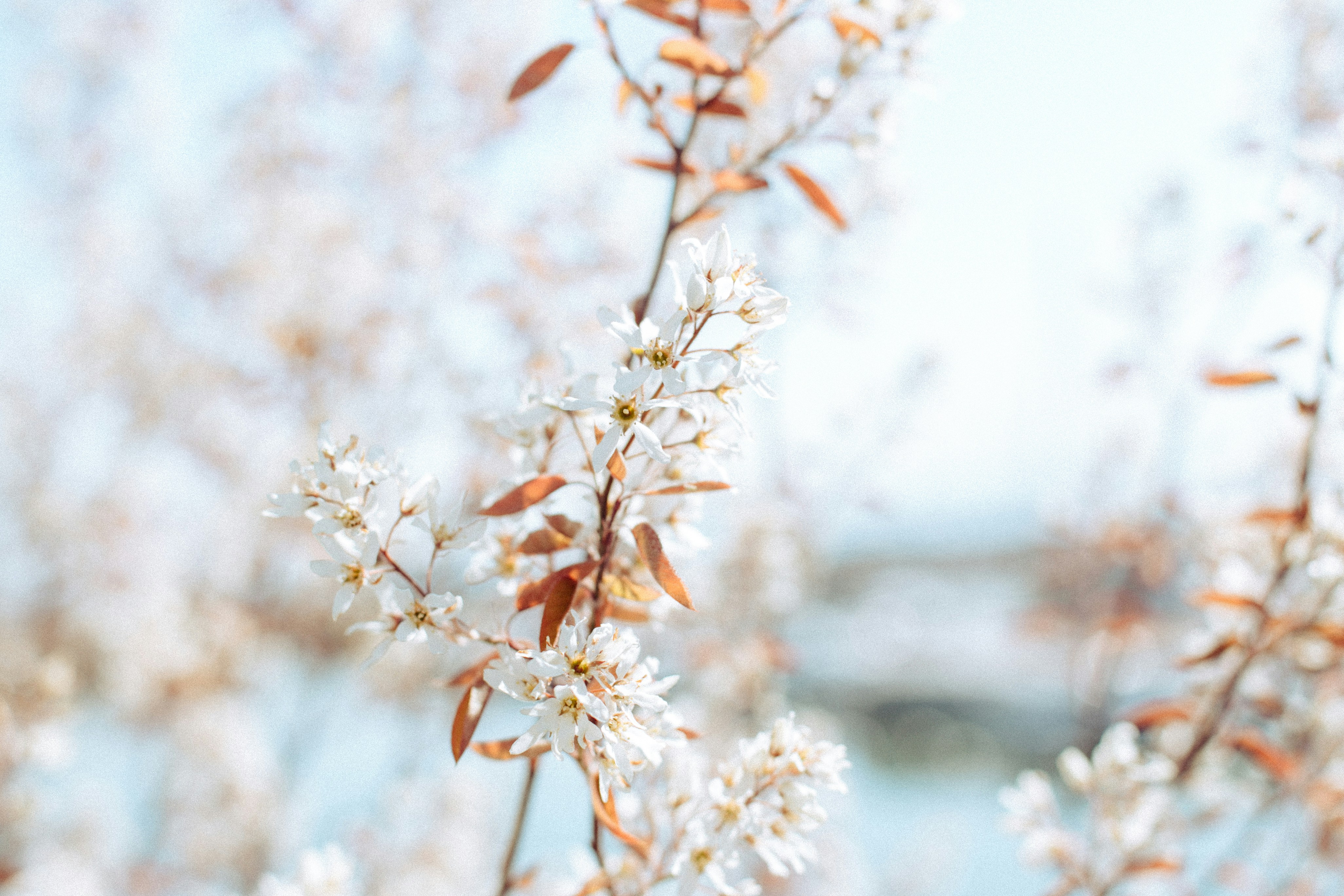 Blooming White Spring Blossoms