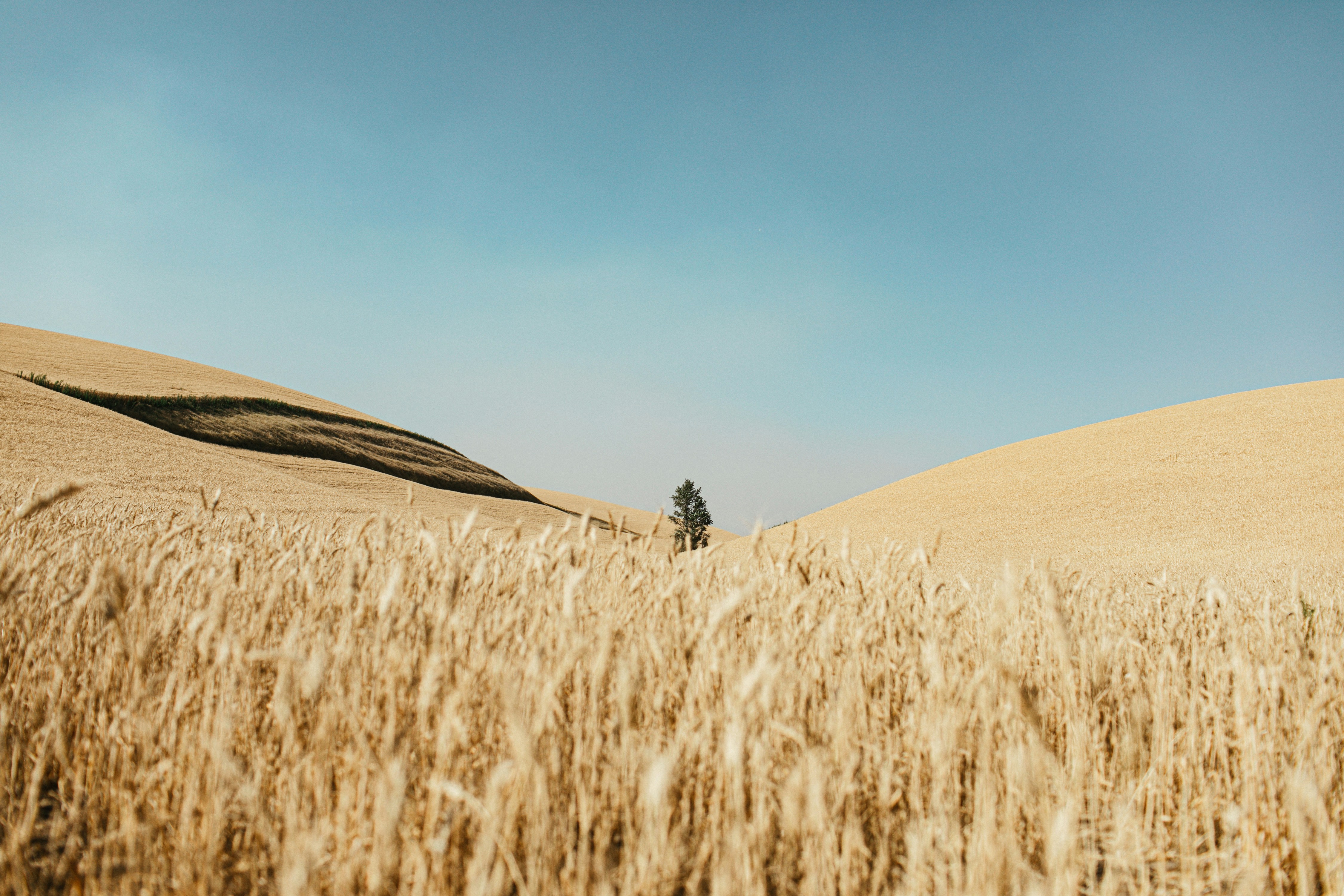 Rolling Golden Wheat Field Landscape