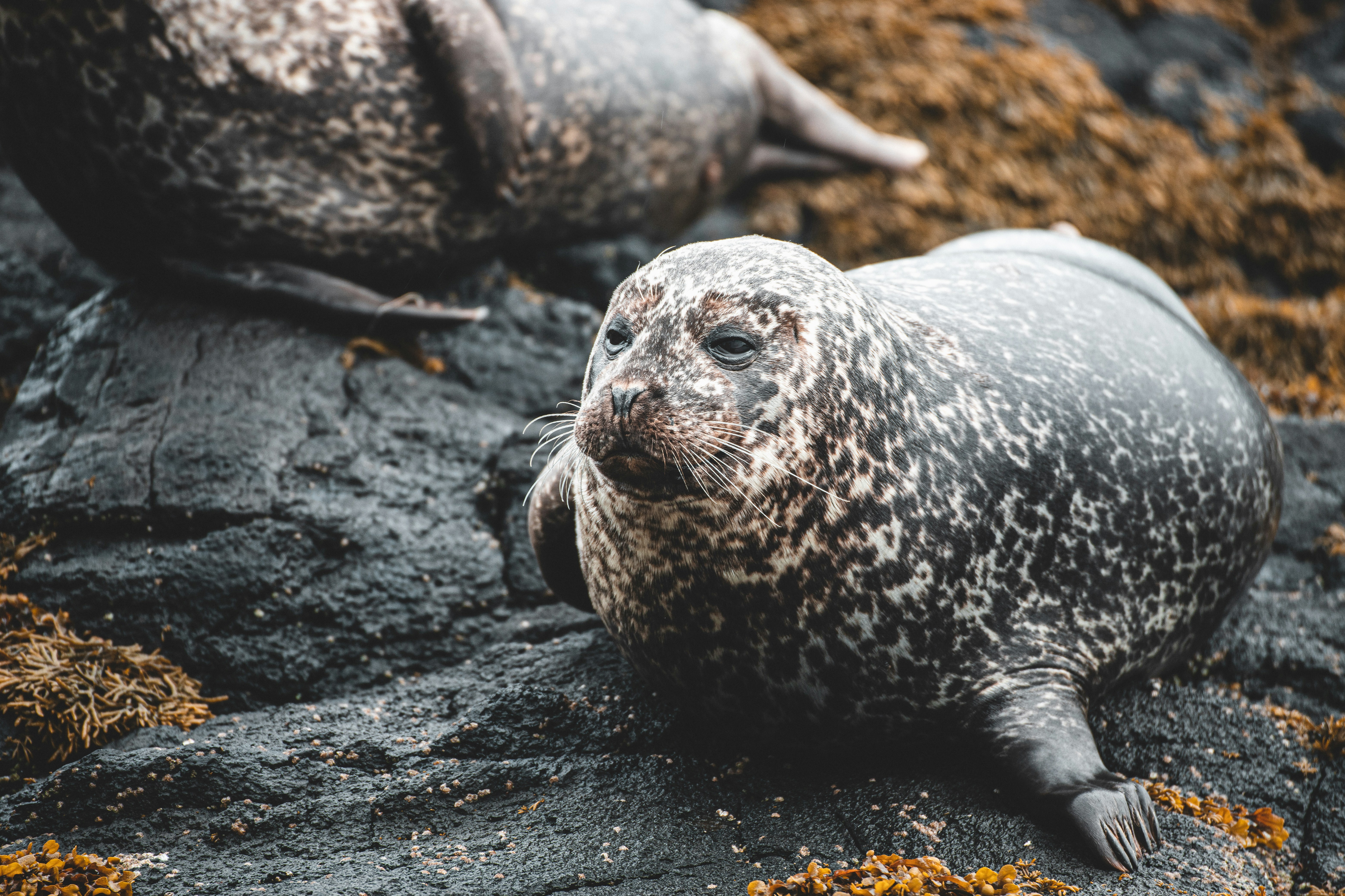 Spotted Harbor Seal on Rocky Shore