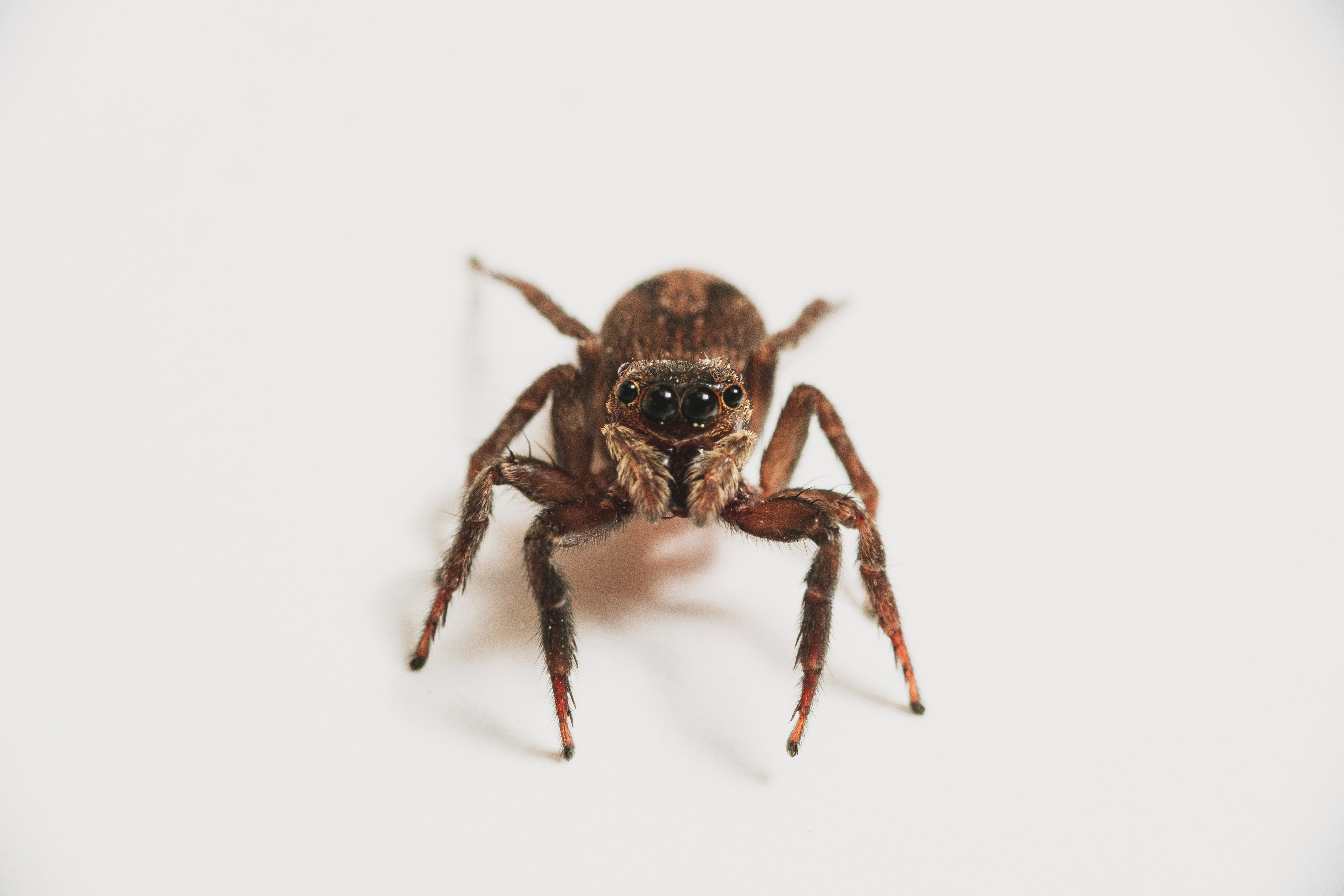 Close-up of a Jumping Spider