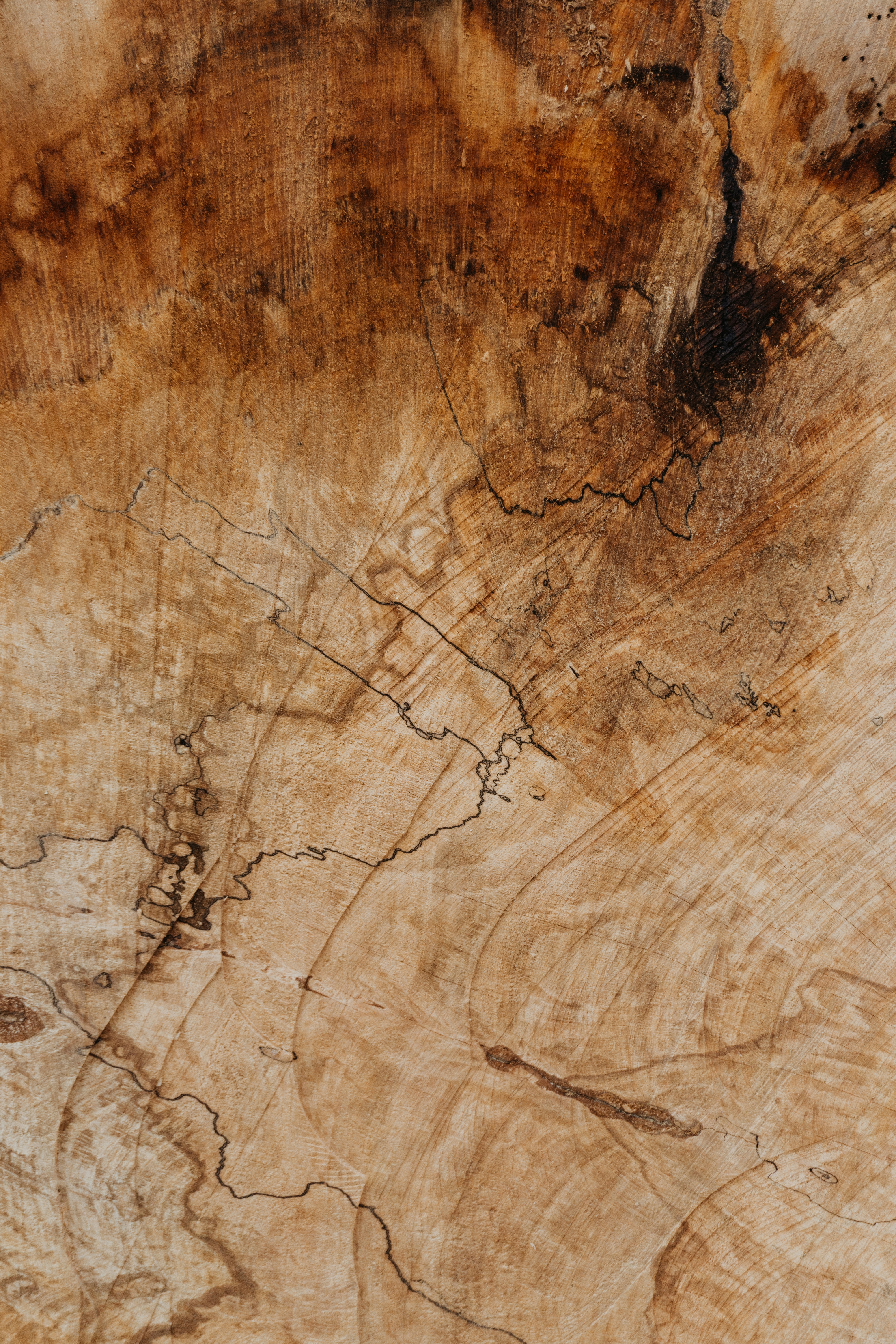 Close-up of Tree Cross Section