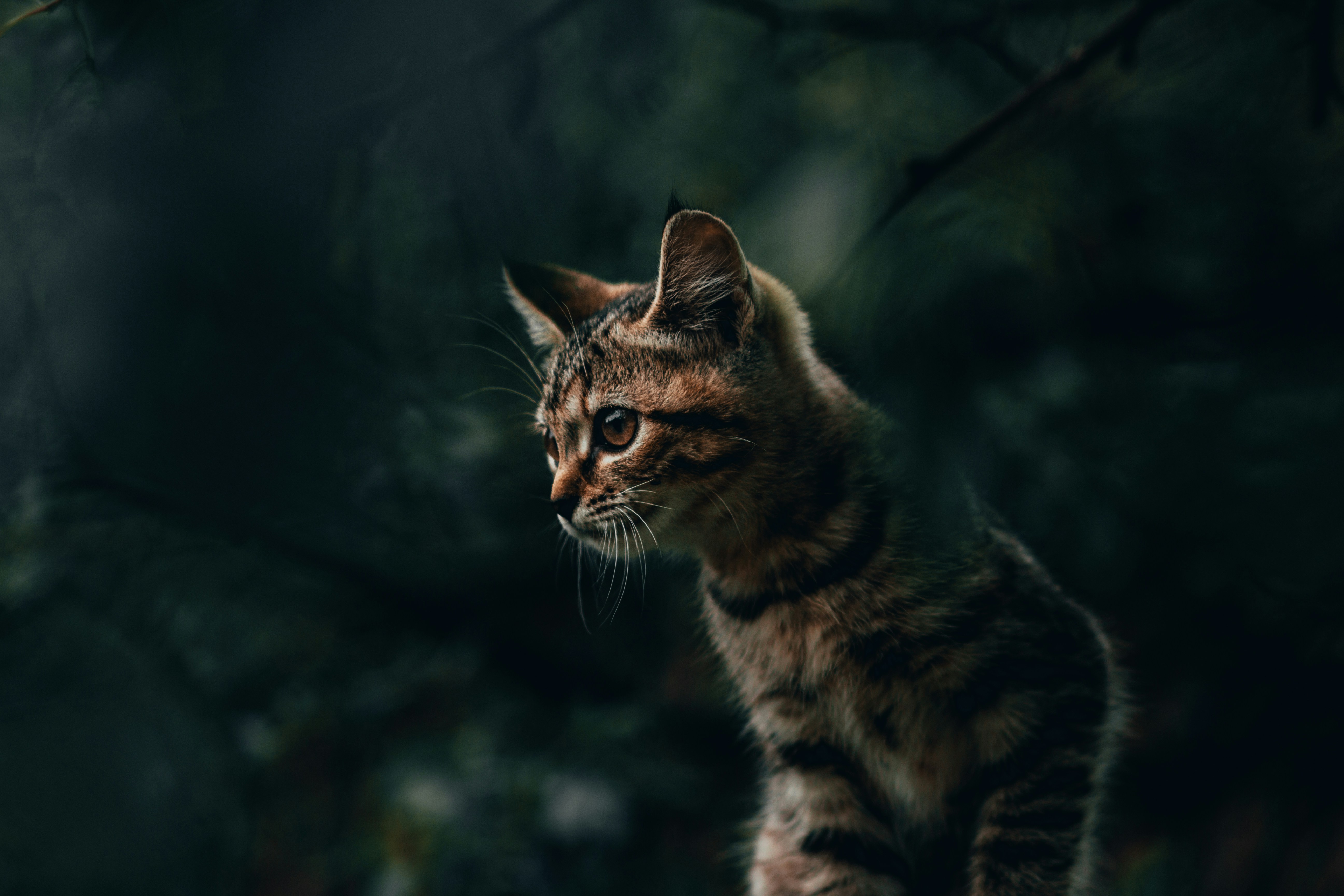 Wild Tabby Cat in Forest
