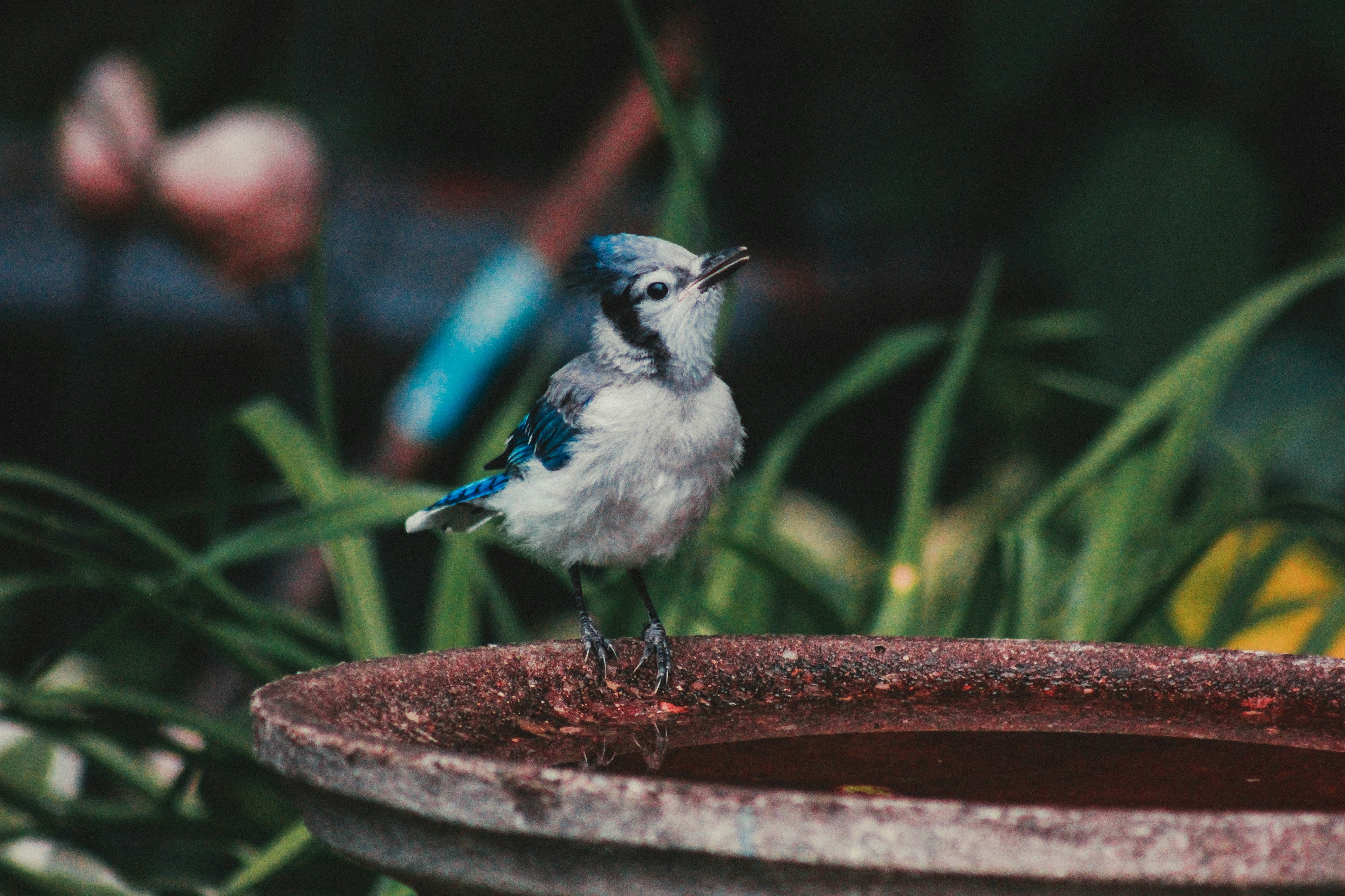 Blue Jay Perched on Bird Bath