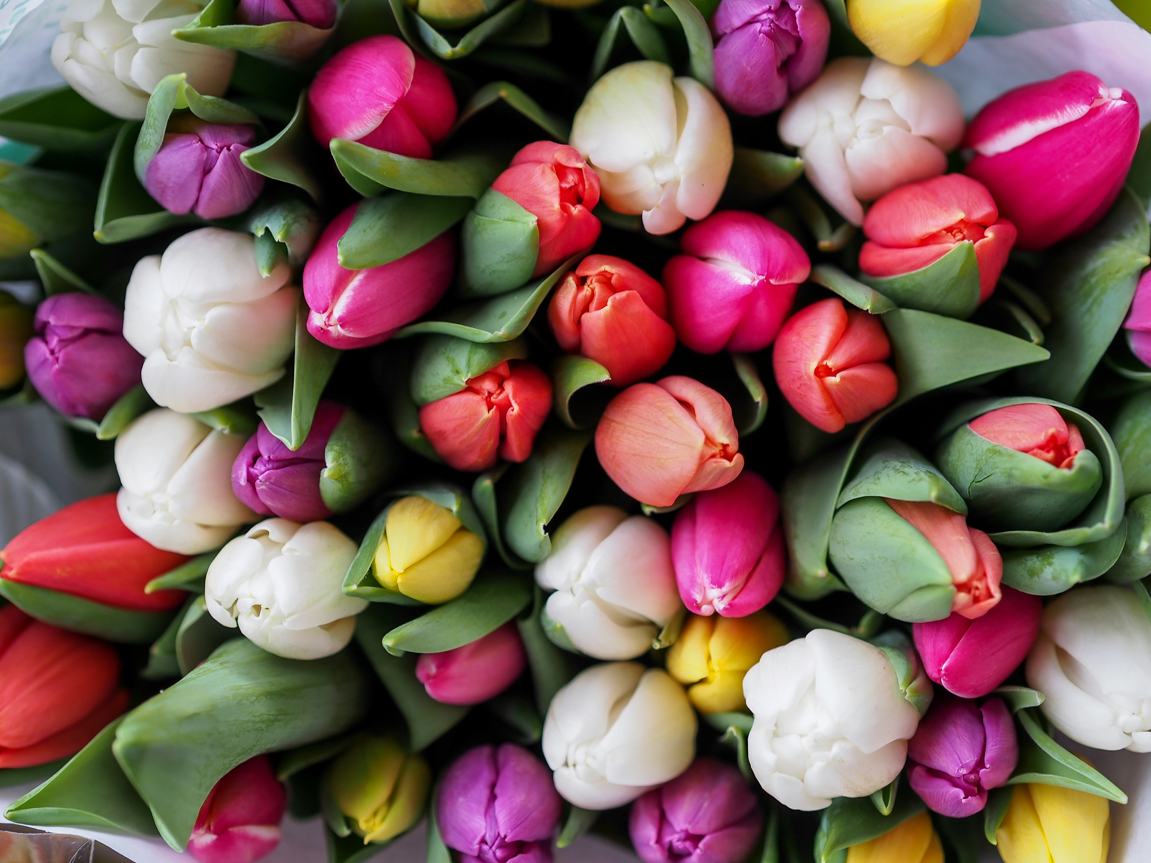 Mixed Color Tulip Bouquet