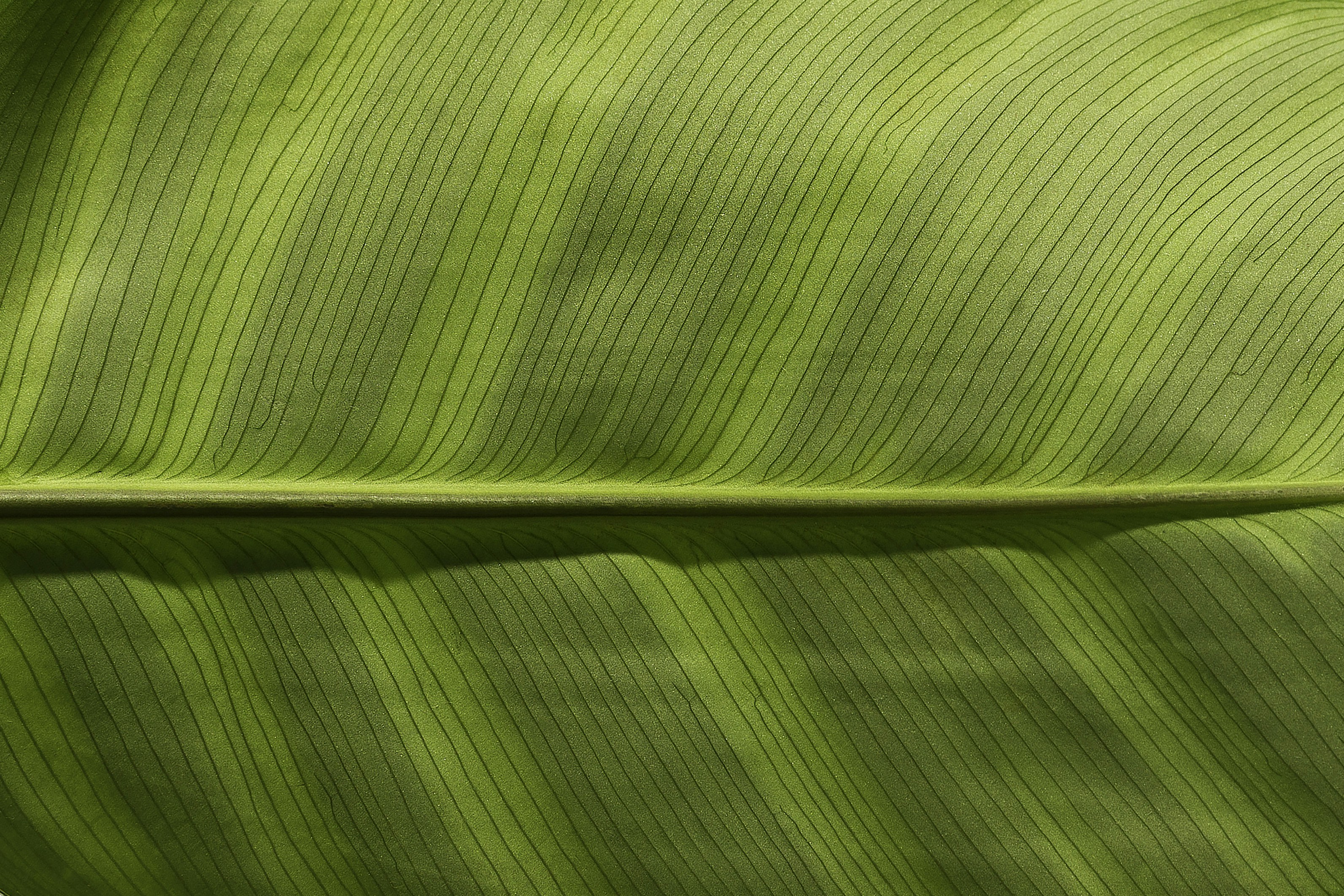 Close-up of Banana Leaf Veins