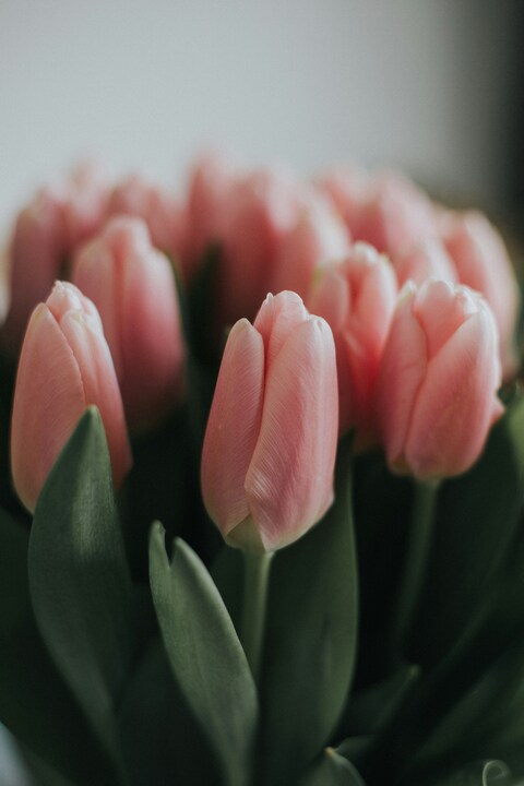 Blooming Pink Tulips