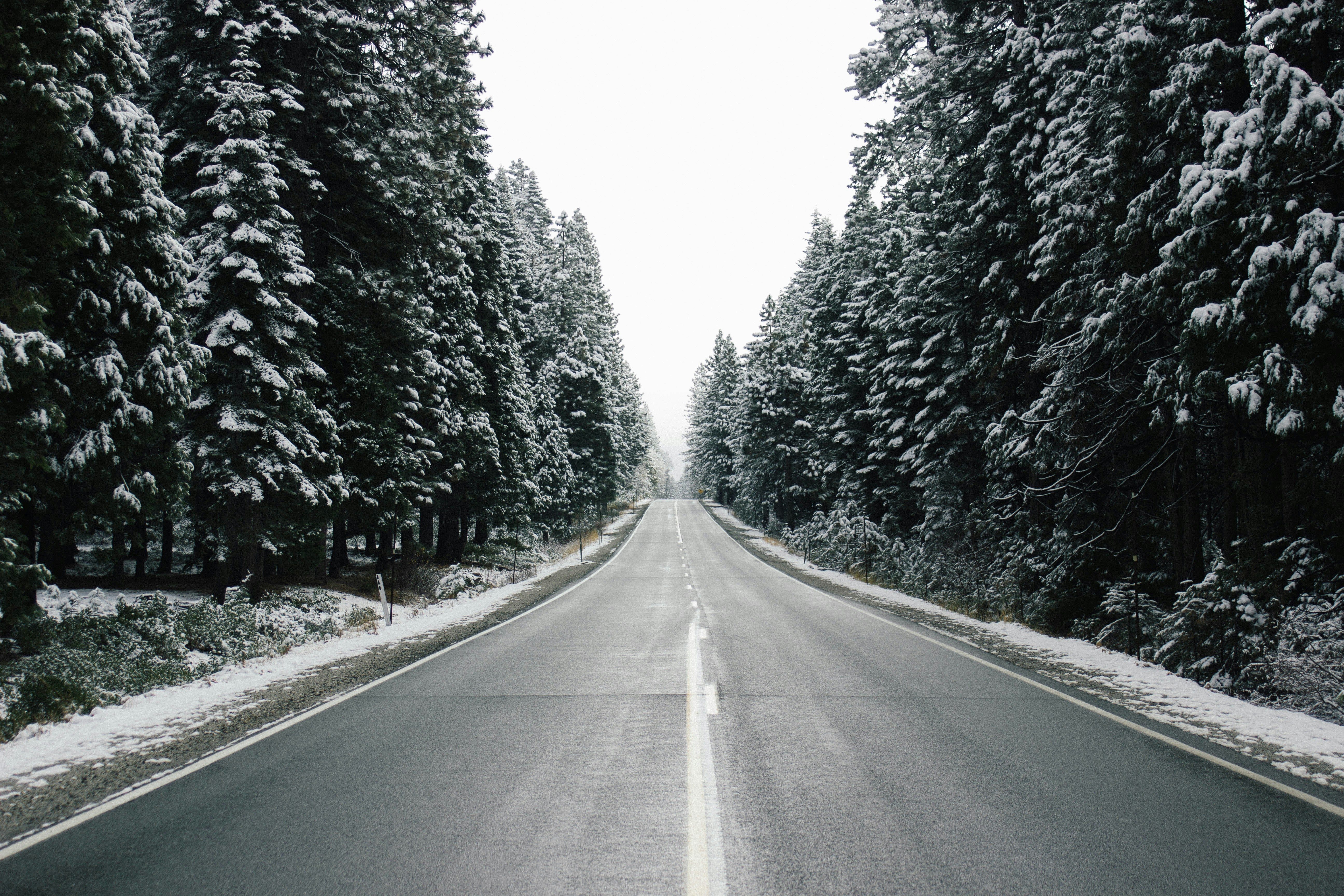 Snow Covered Forest Road