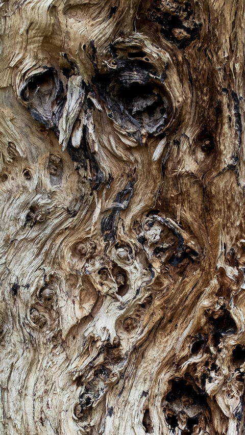Weathered Old Tree Trunk Texture
