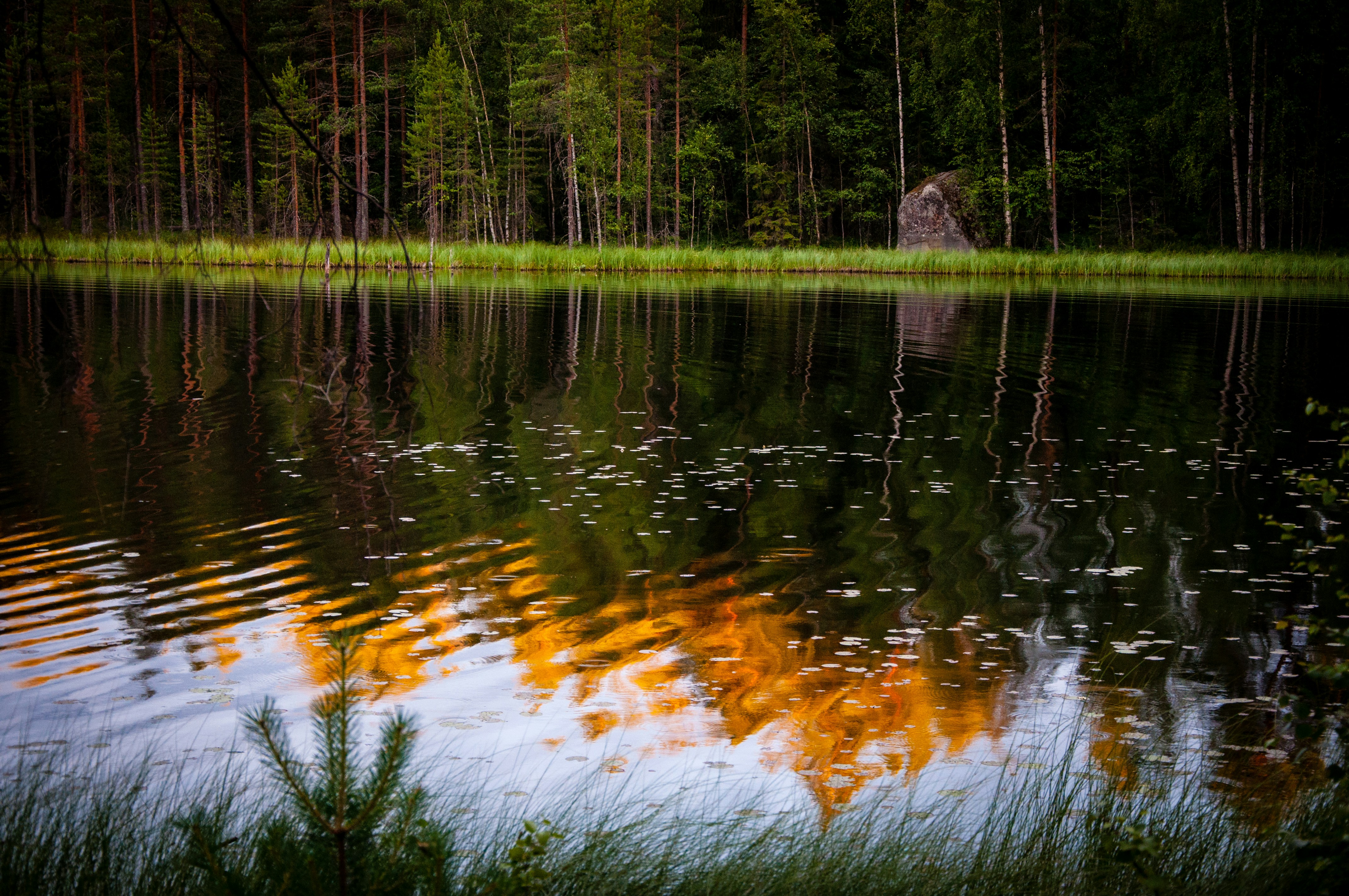Calm Forest Lake Golden Reflection