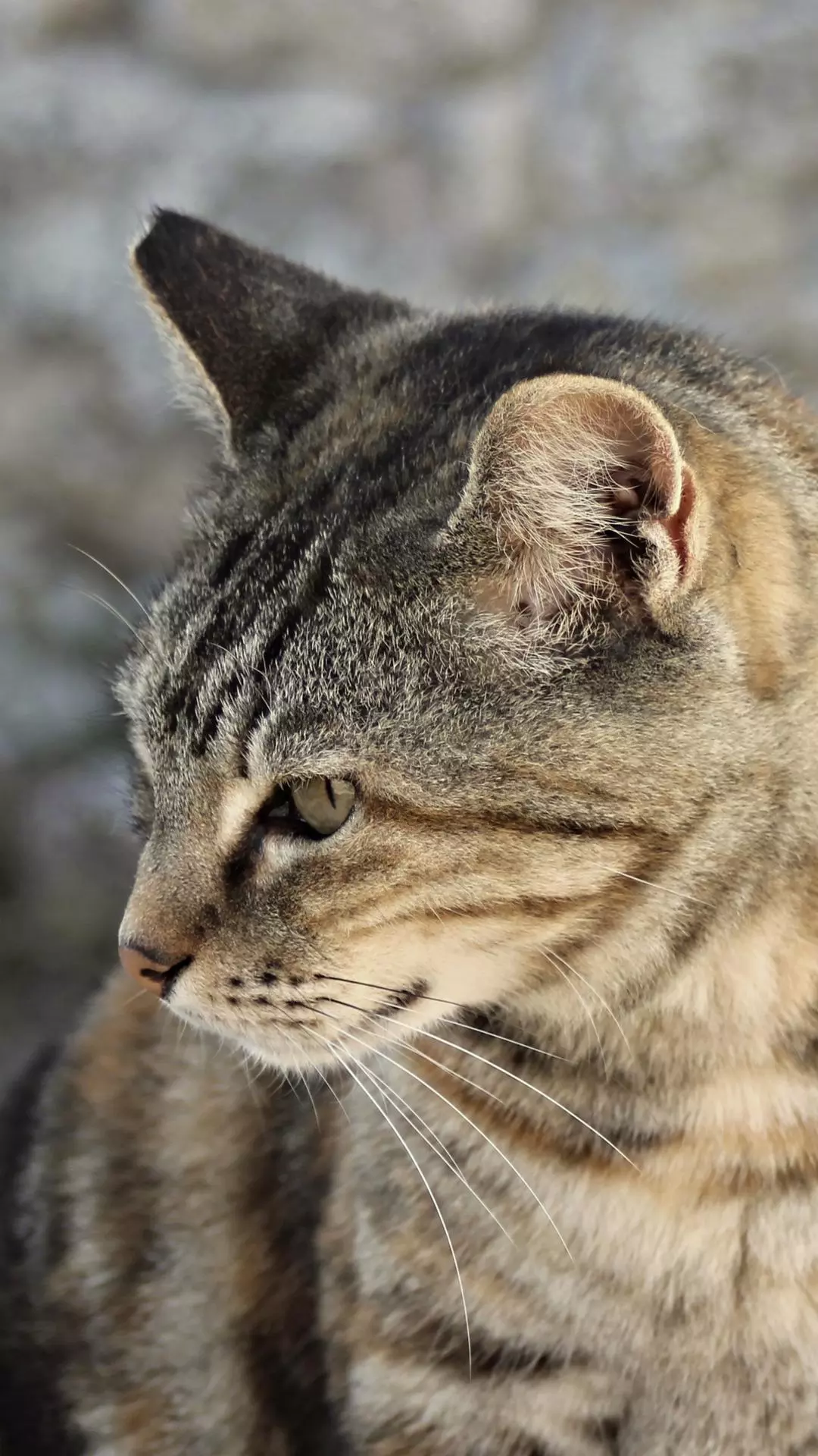 Close-up Profile of a Tabby Cat