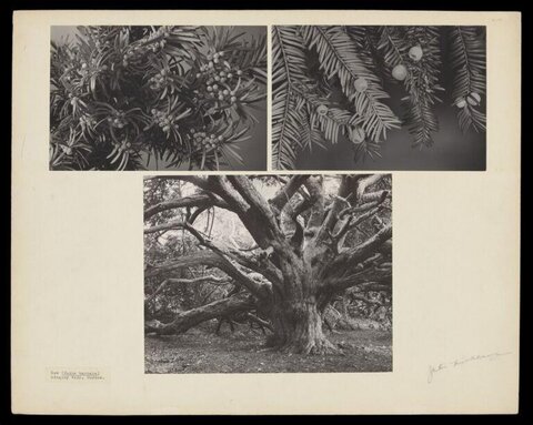 Vintage Yew Tree Botanical Study
