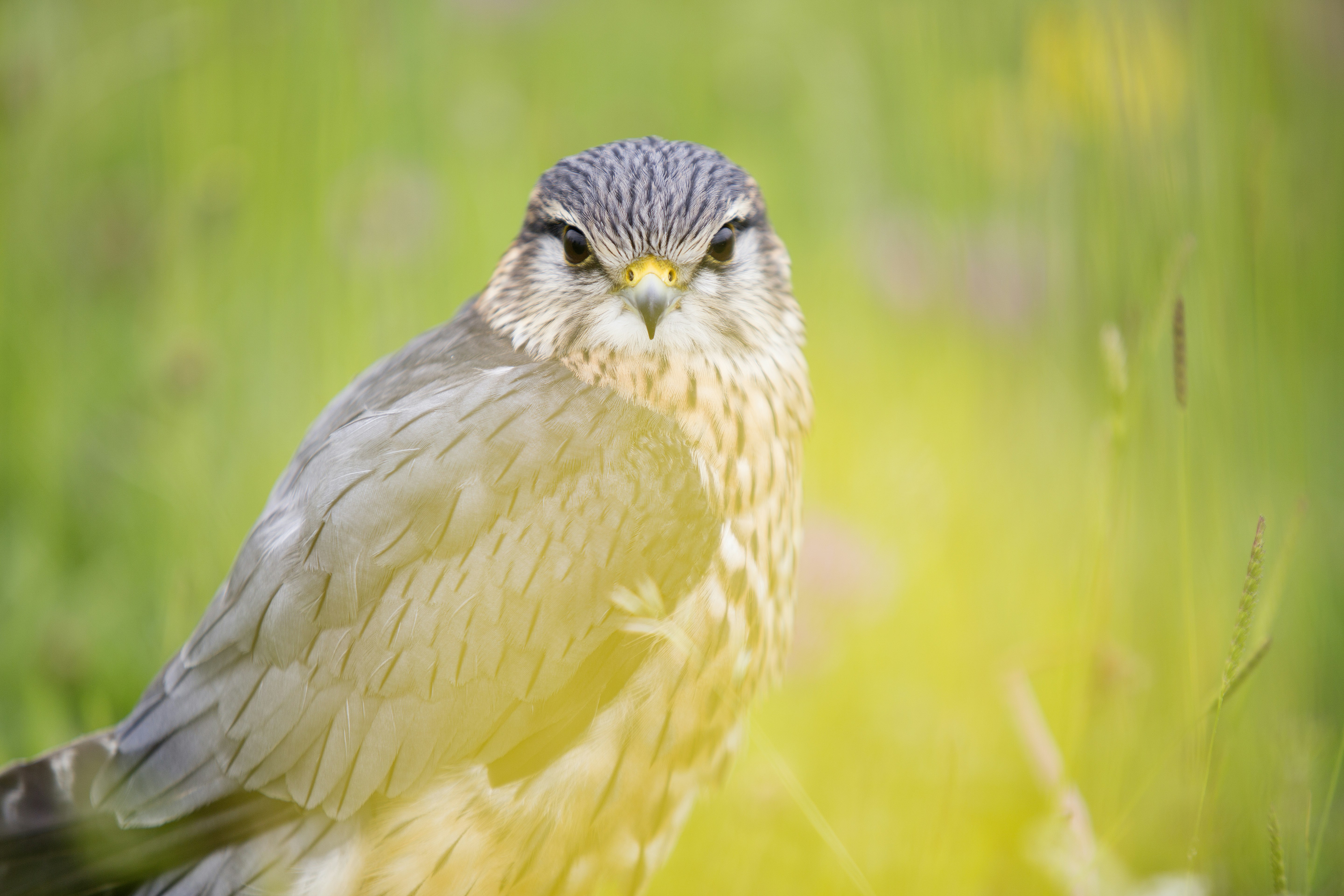 Merlin Falcon Looking At Camera