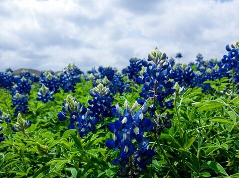 Bluebonnet Flower Field