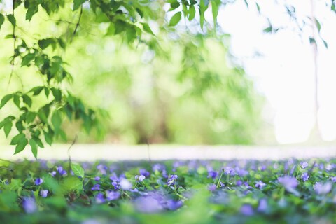 Purple Wild Violets Under Green Foliage