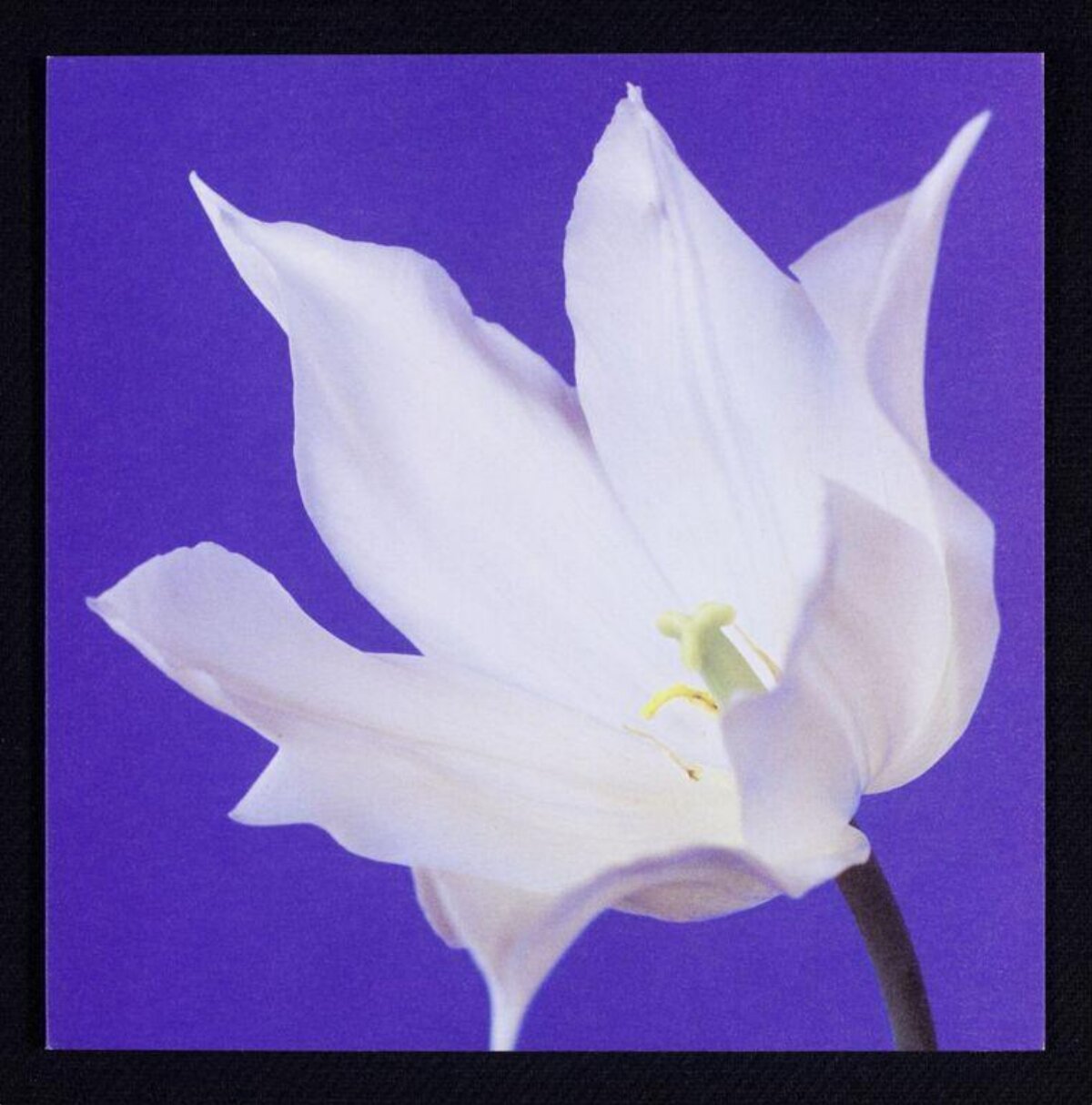 White Flower on Purple Background