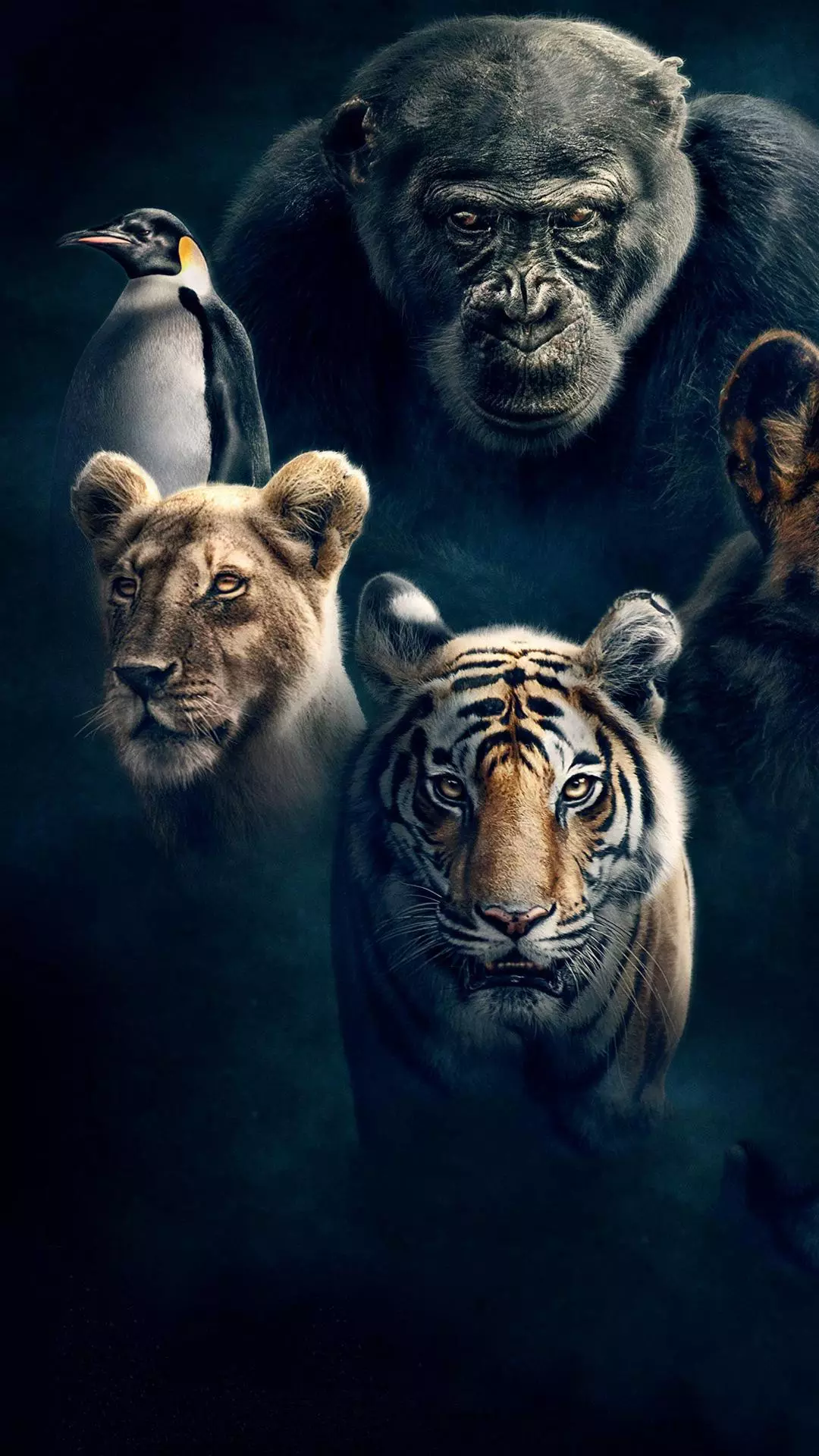 Wallpapers