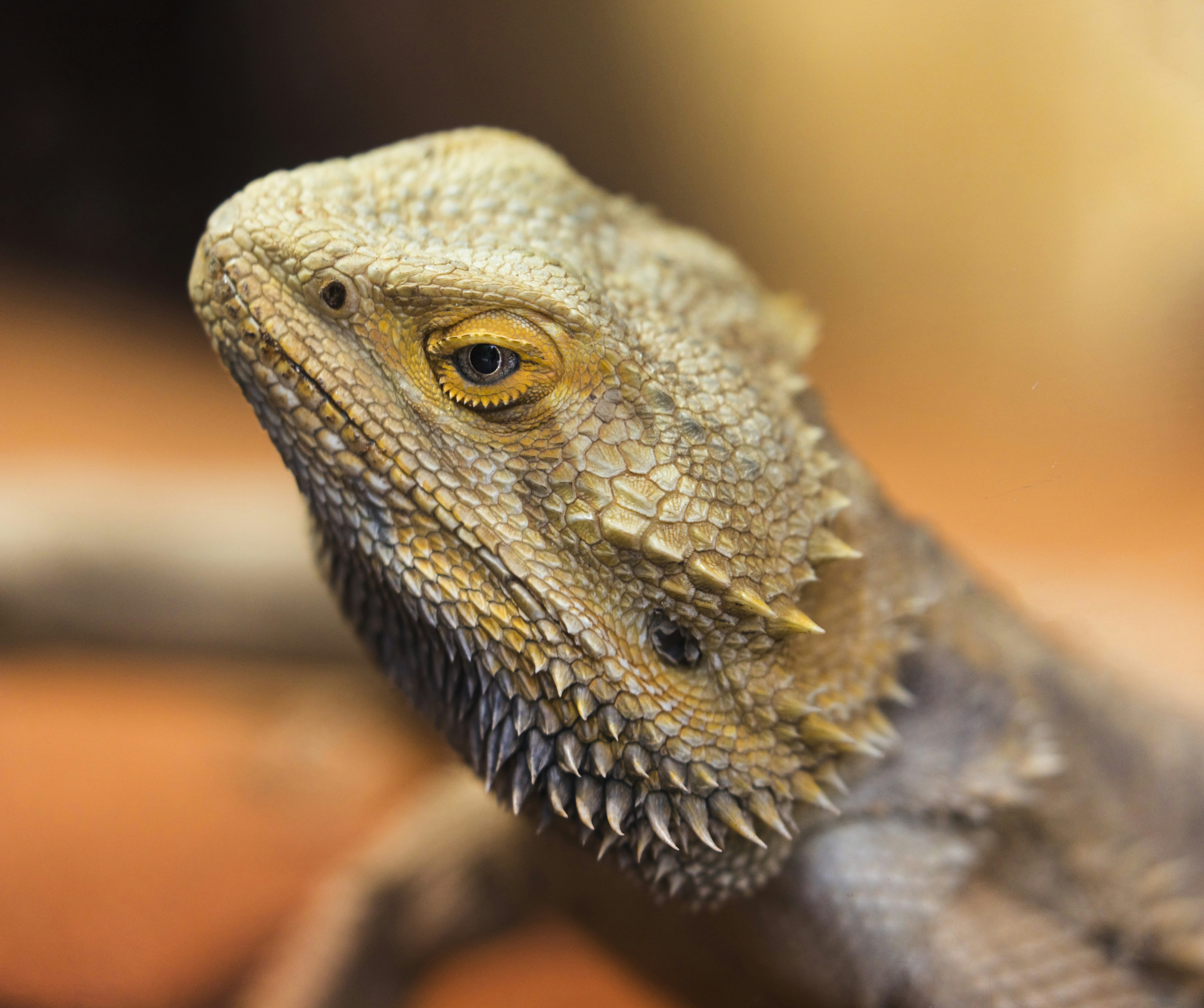 Close-up of a Bearded Dragon