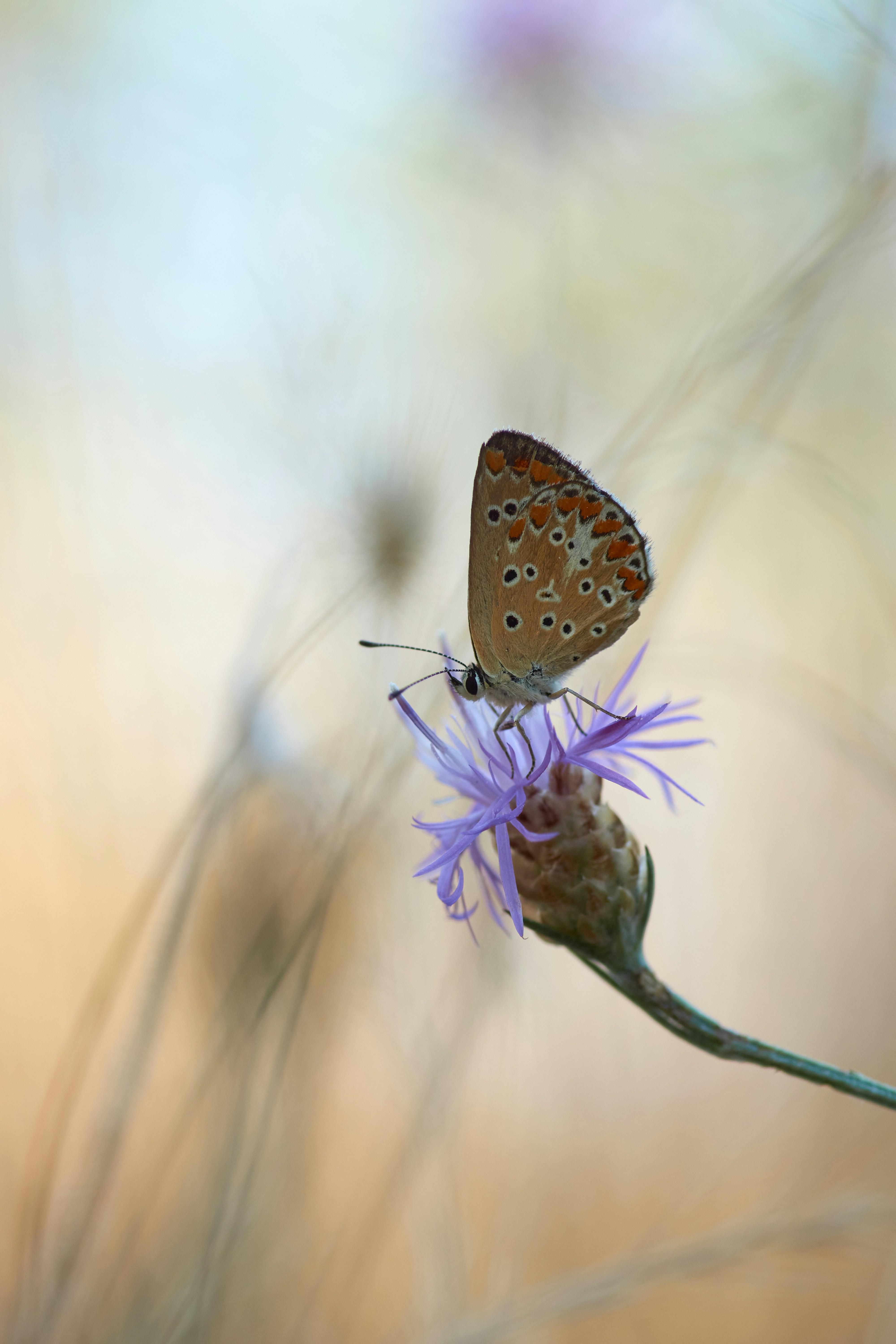 Butterfly Perched on Purple Flower