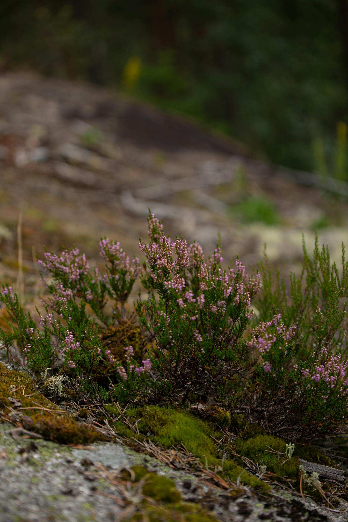Flowering Heather on Rocky Slope — Encyclopedia