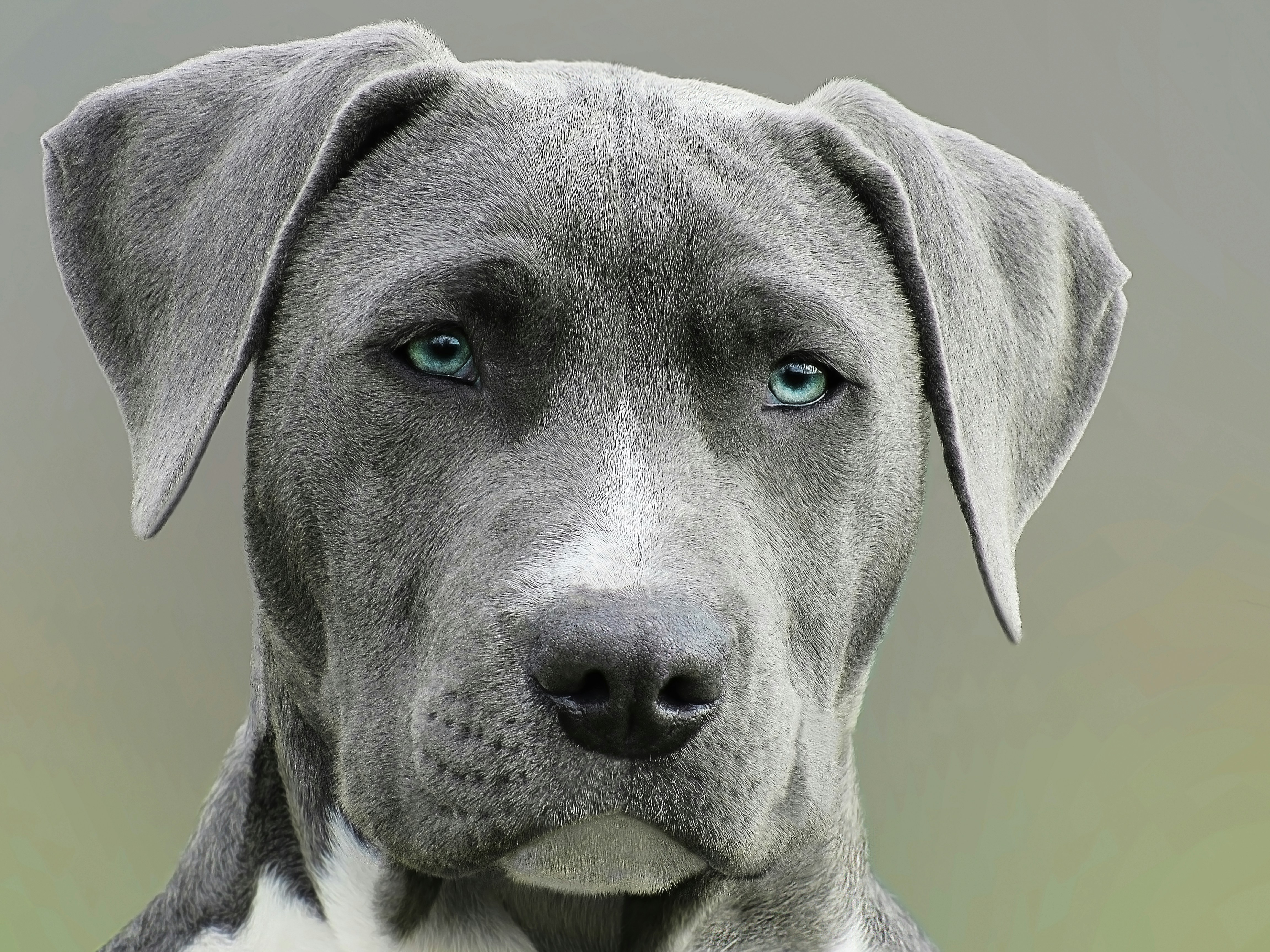 Blue-eyed Gray Dog Portrait