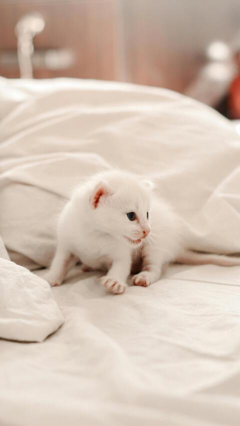 White Kitten on a Bed