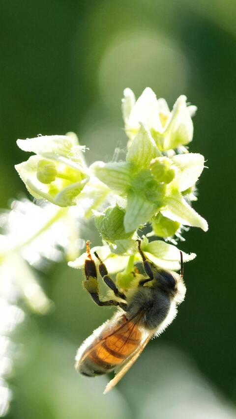 Honey Bee on Pale Wildflowers