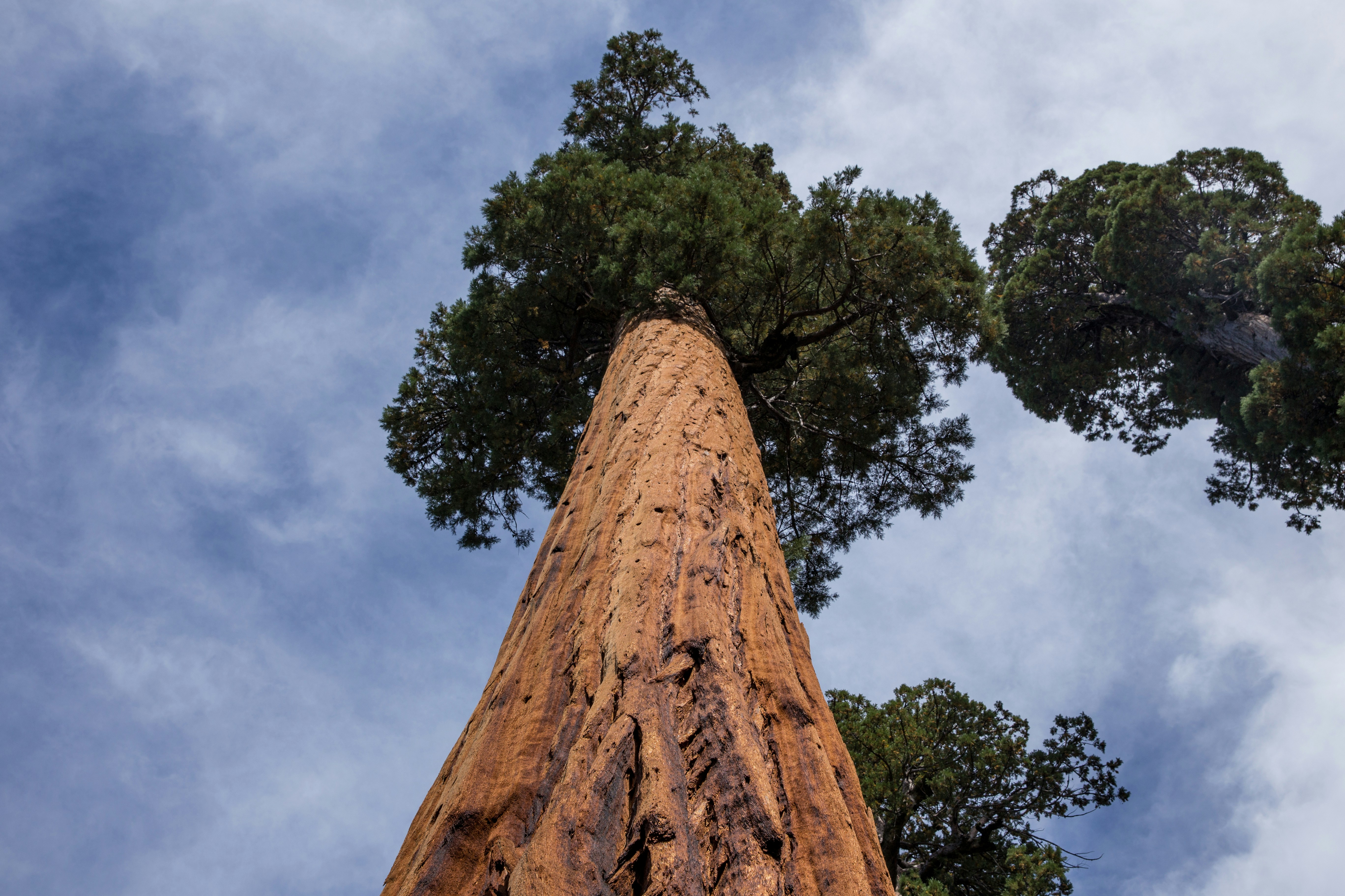 Low Angle View of Giant Sequoia