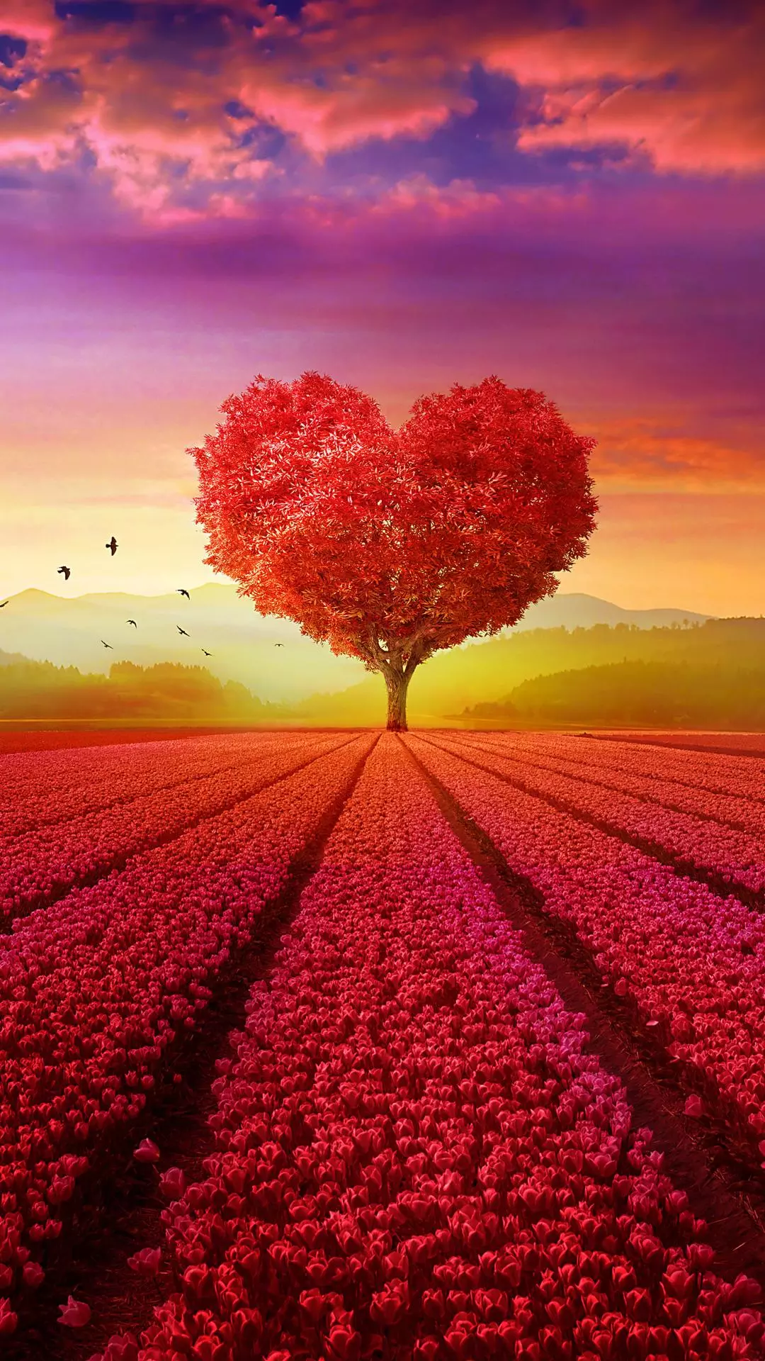 Wallpapers