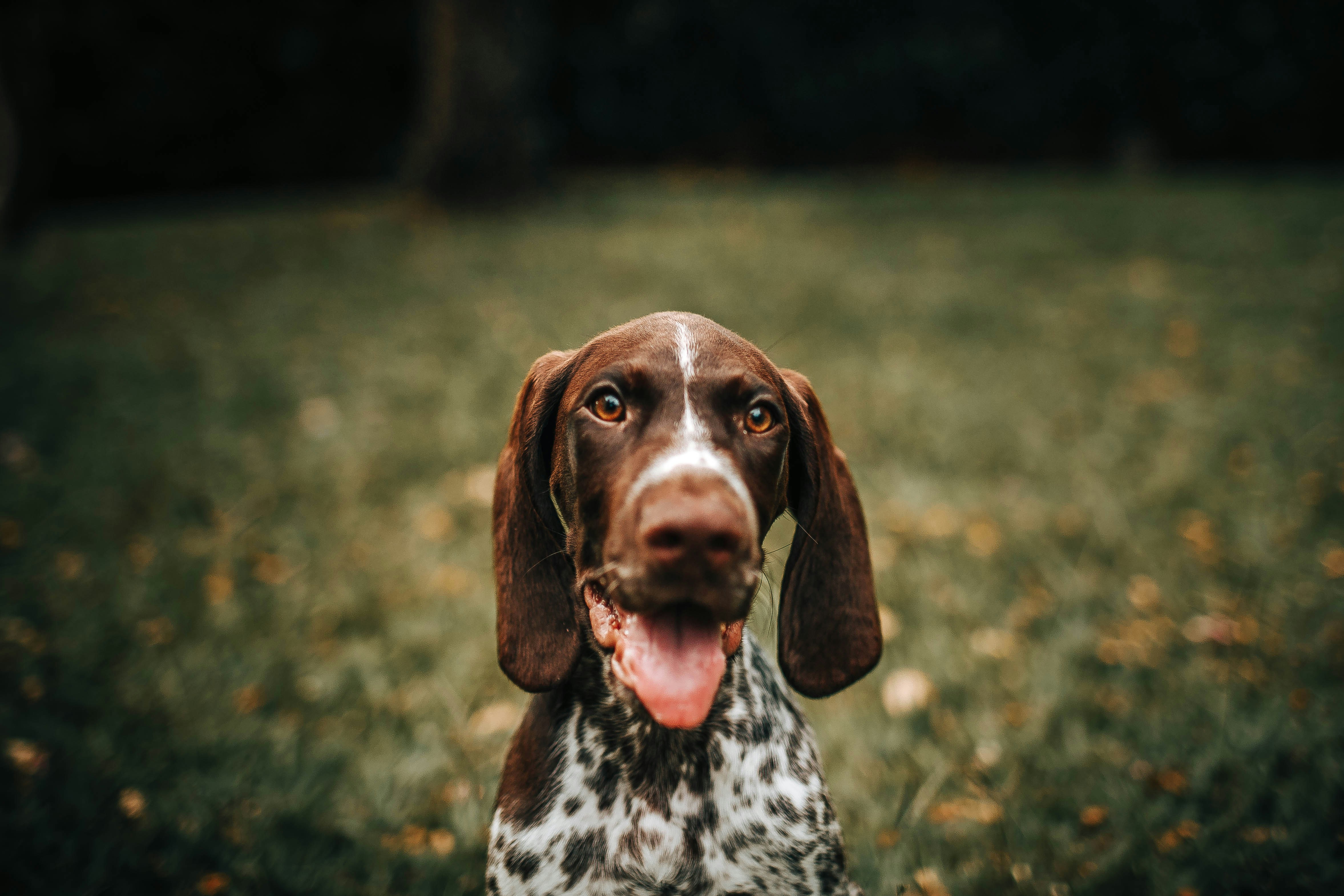 Happy Pointer Dog on Grassy Field